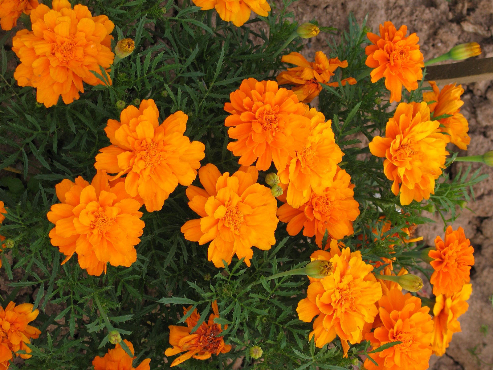 Jardinez avec la Lune