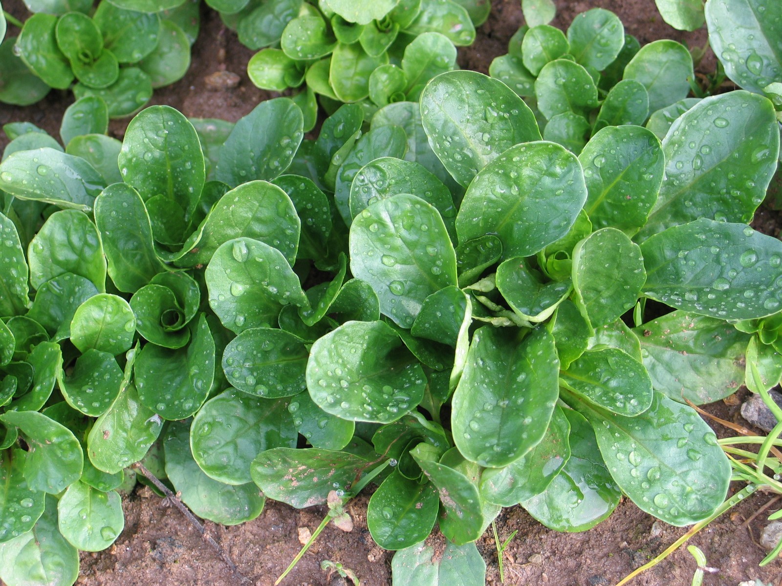 Jardinez avec la Lune