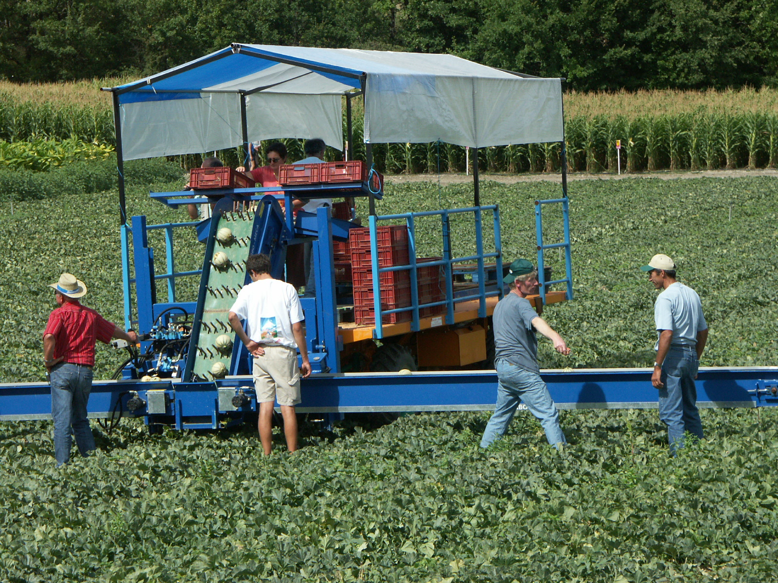 Rencontre technique melon Sud-Ouest&nbsp;: Les conditions météo compliquent la production et les ventes