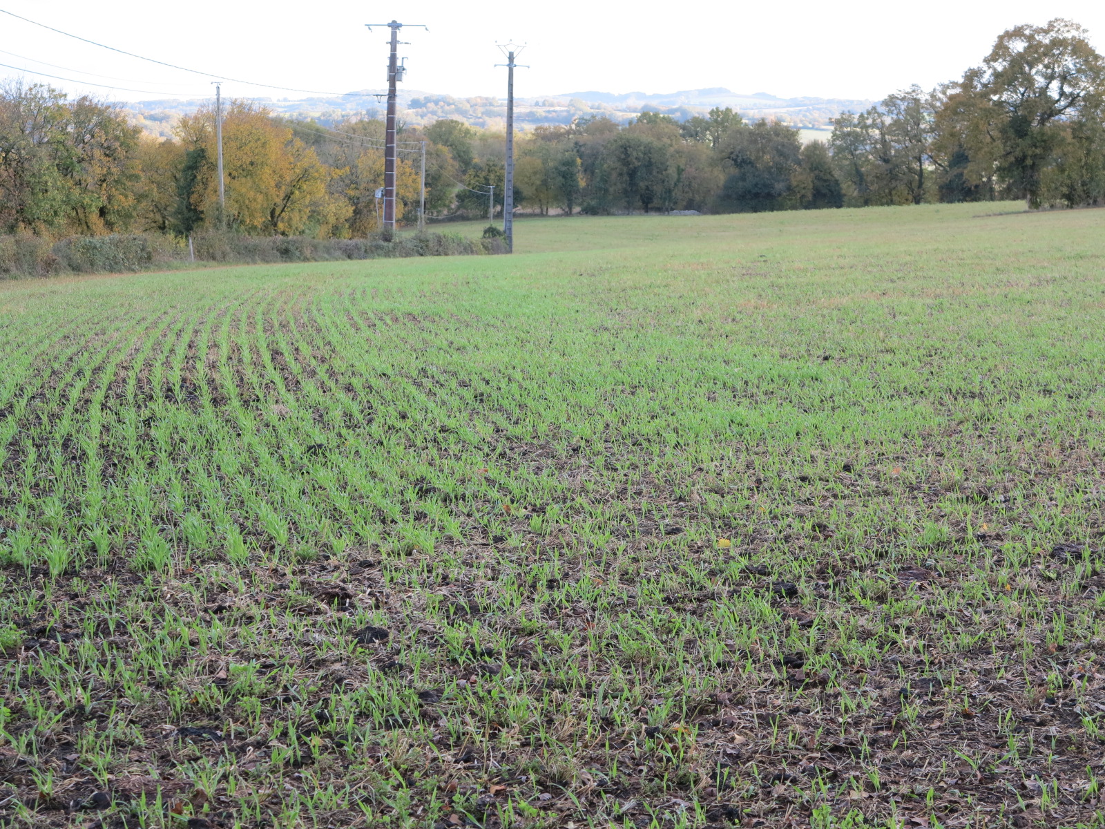 Utilisation du glyphosate Nouvelles règles d’application