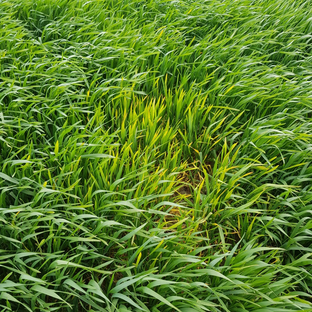 Jaunisse Nanisante des céréales Conseils de lutte contre cette maladie virale