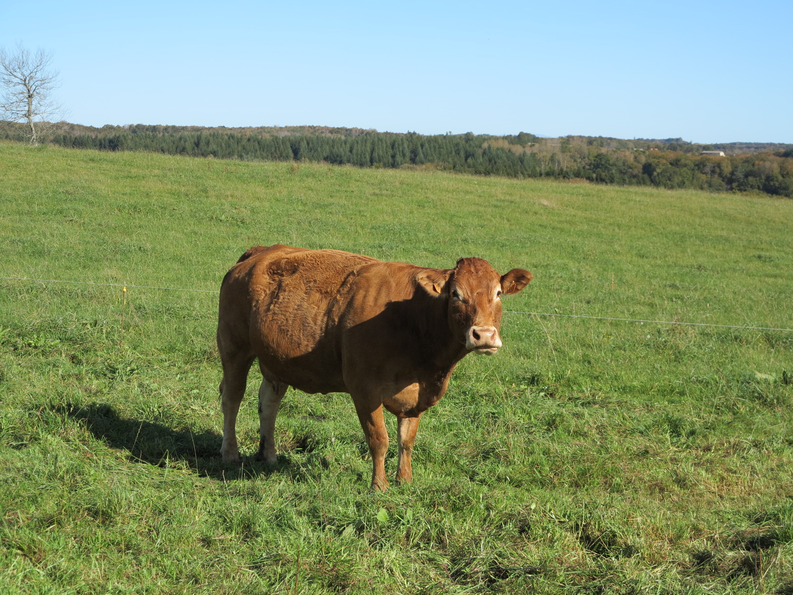 L’intérêt des bolus dans la nutrition animale