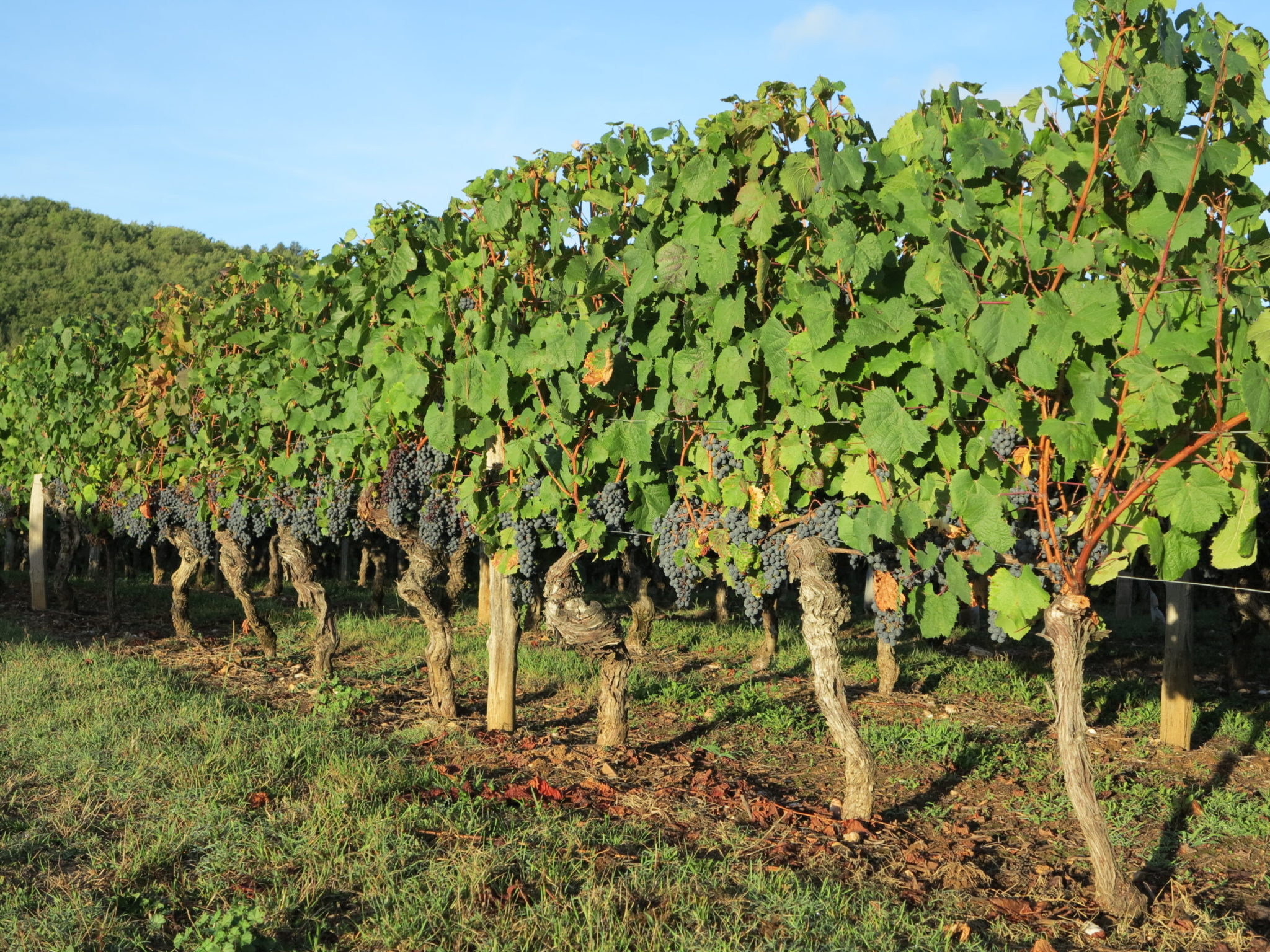 Démo Viticulture jeudi 23 juin