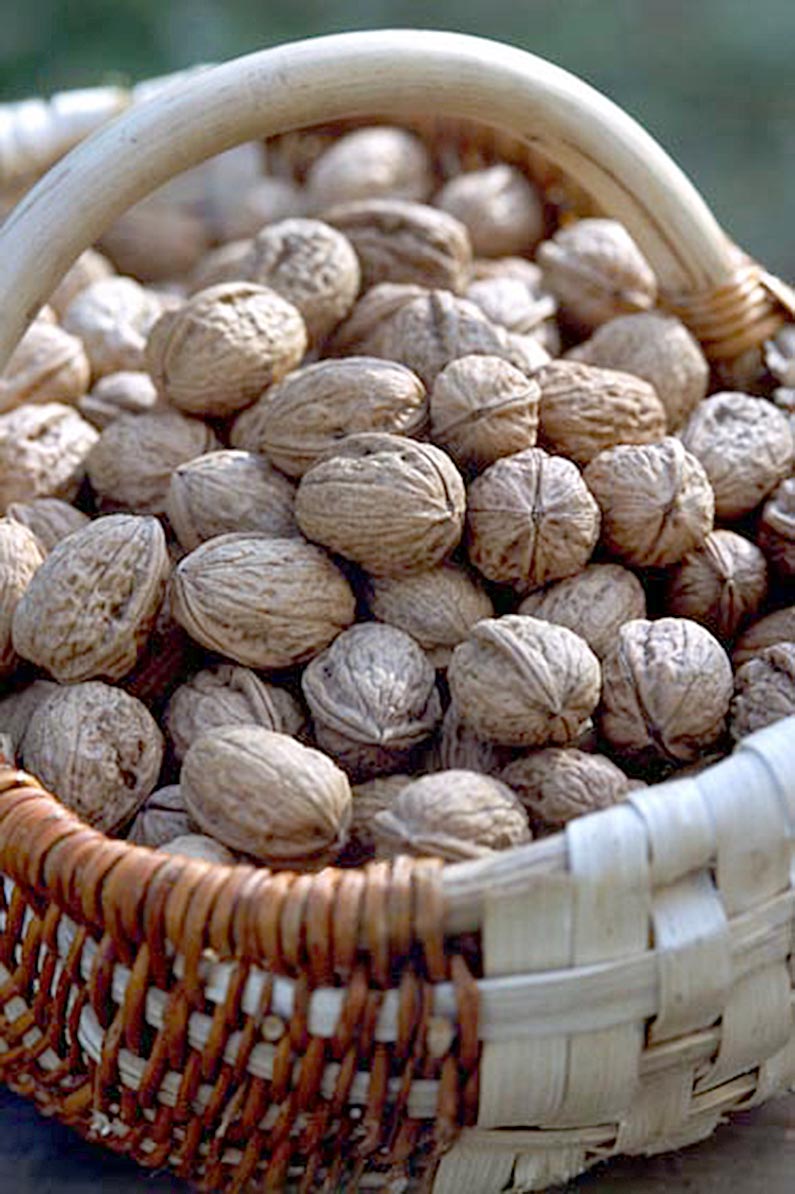 Filière noix Création d’une interprofession InterNoix Sud-Ouest