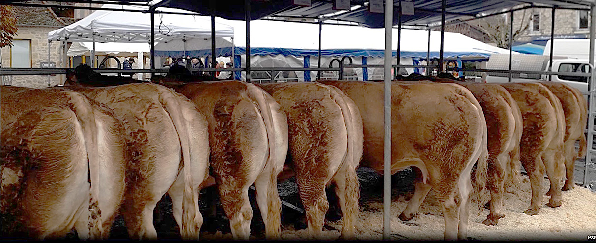 Bretenoux  Foire de la Sainte Catherine