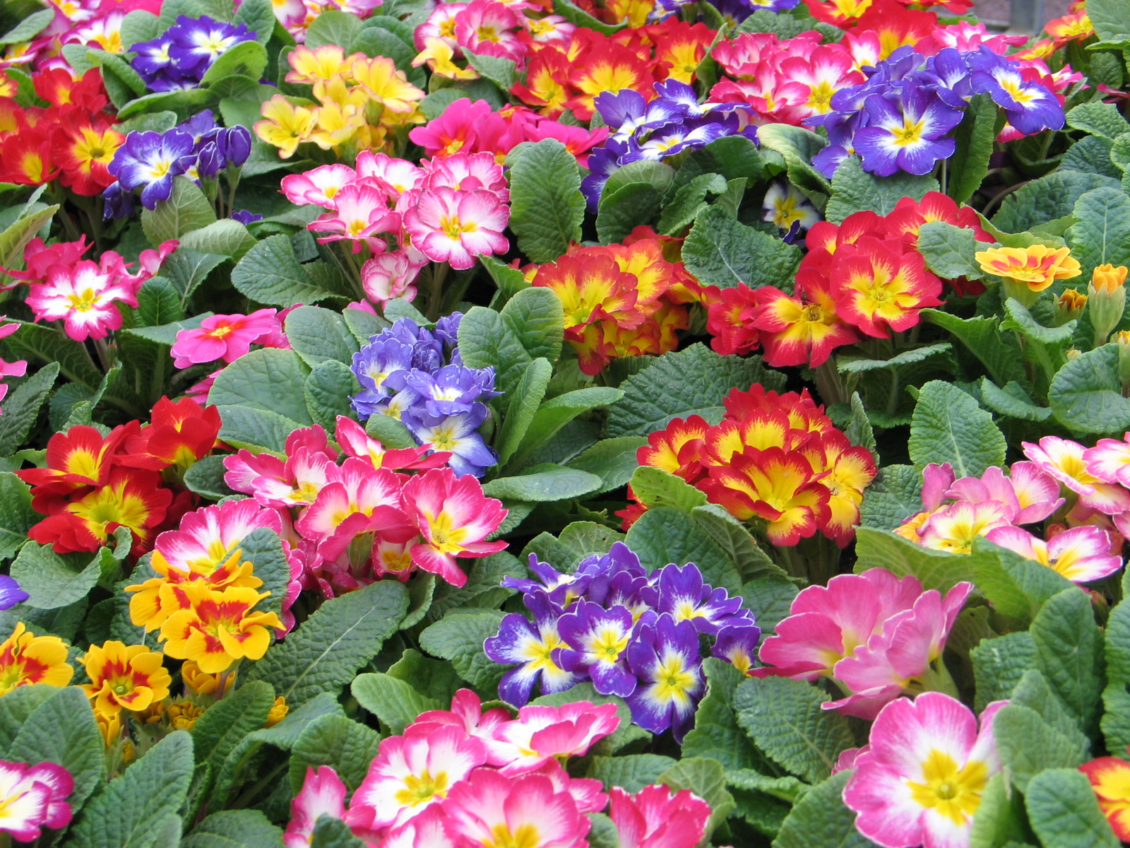 Jardinez avec la Lune