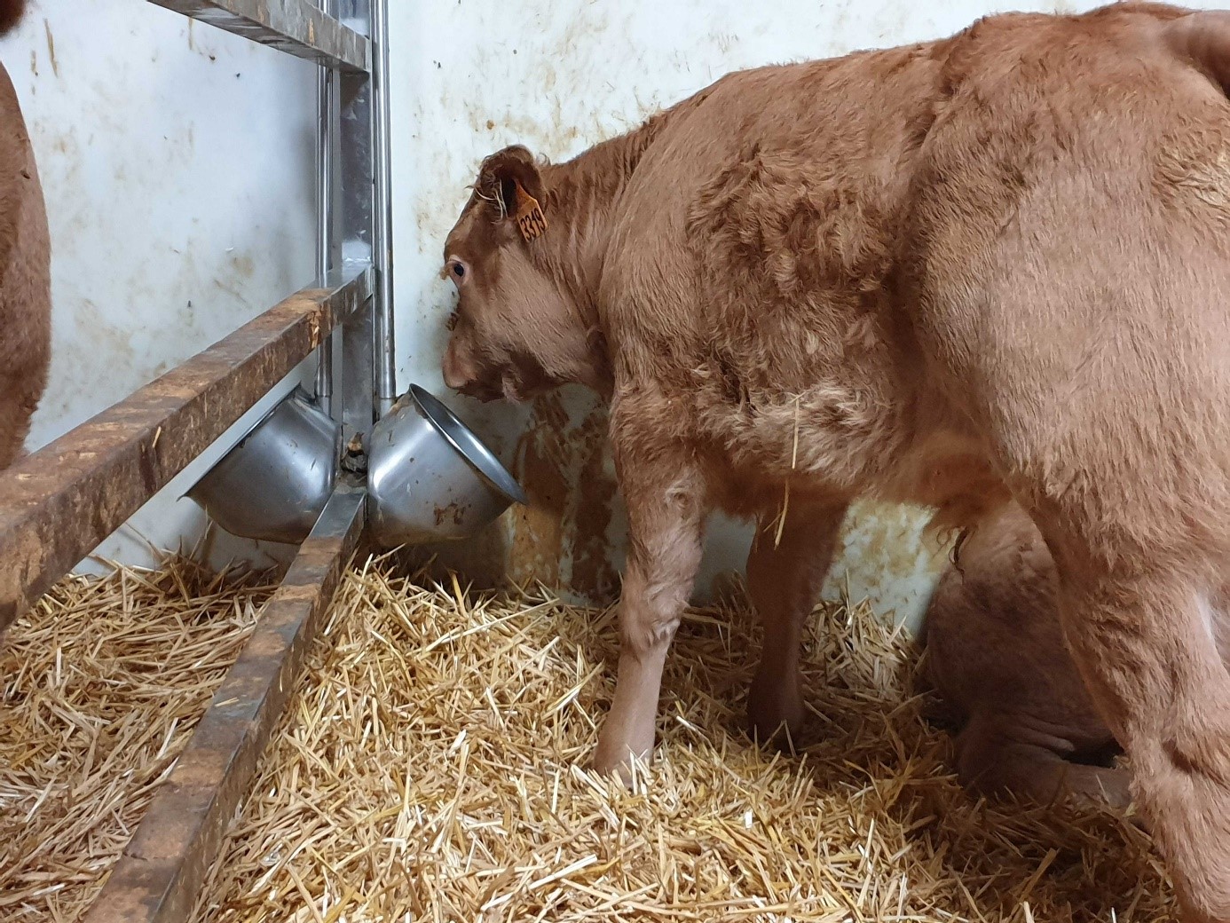 Veau d’Aveyron et du Ségala Quels horizons pour 2022&nbsp;?