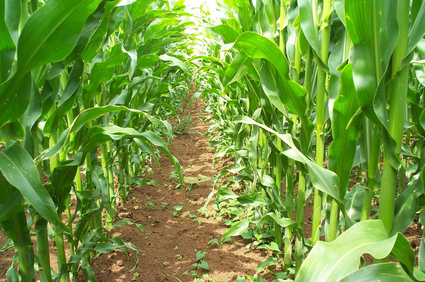 Conseil culture Spécial Maïs