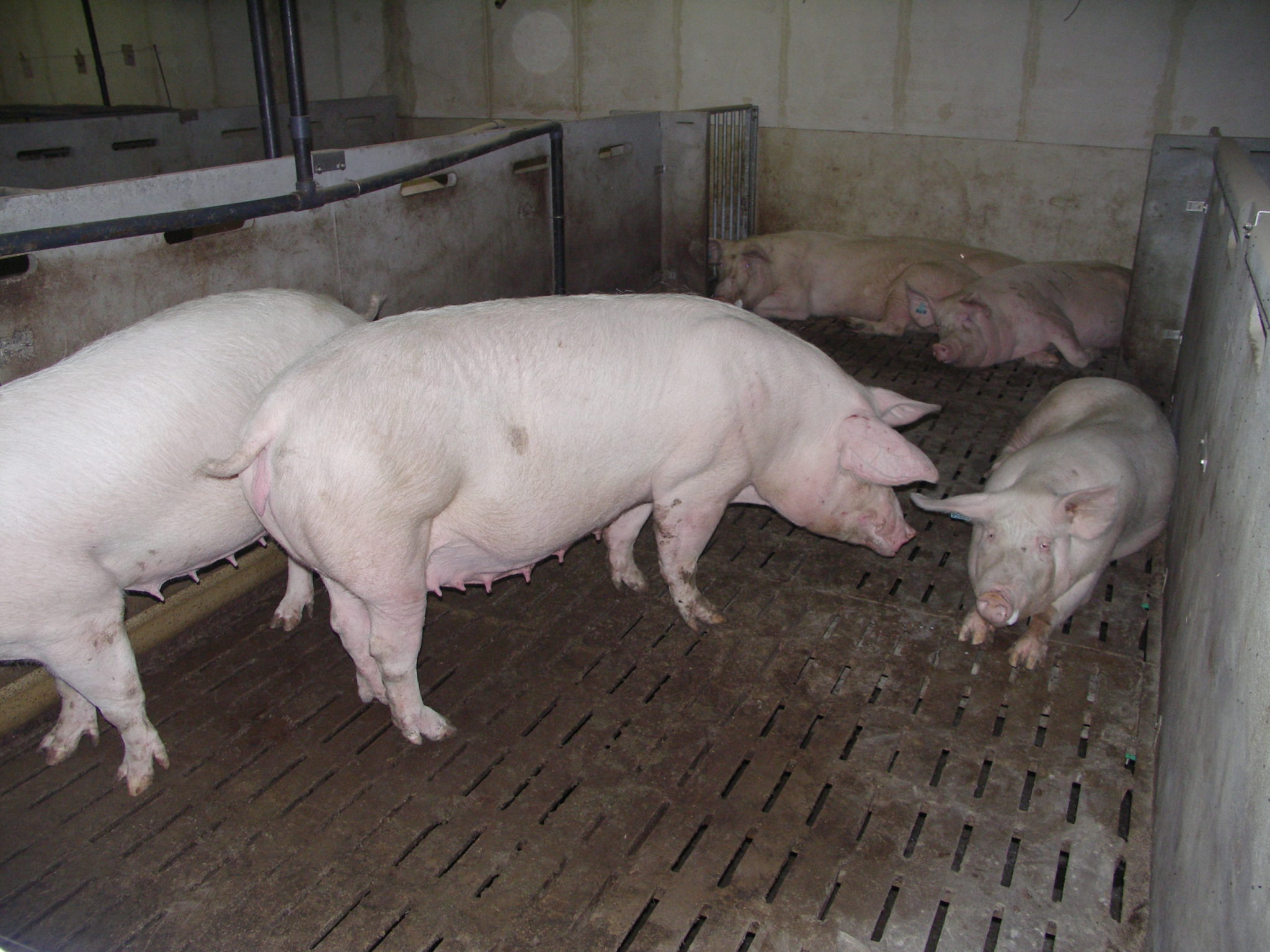 GDS Attention vigilance&nbsp;!