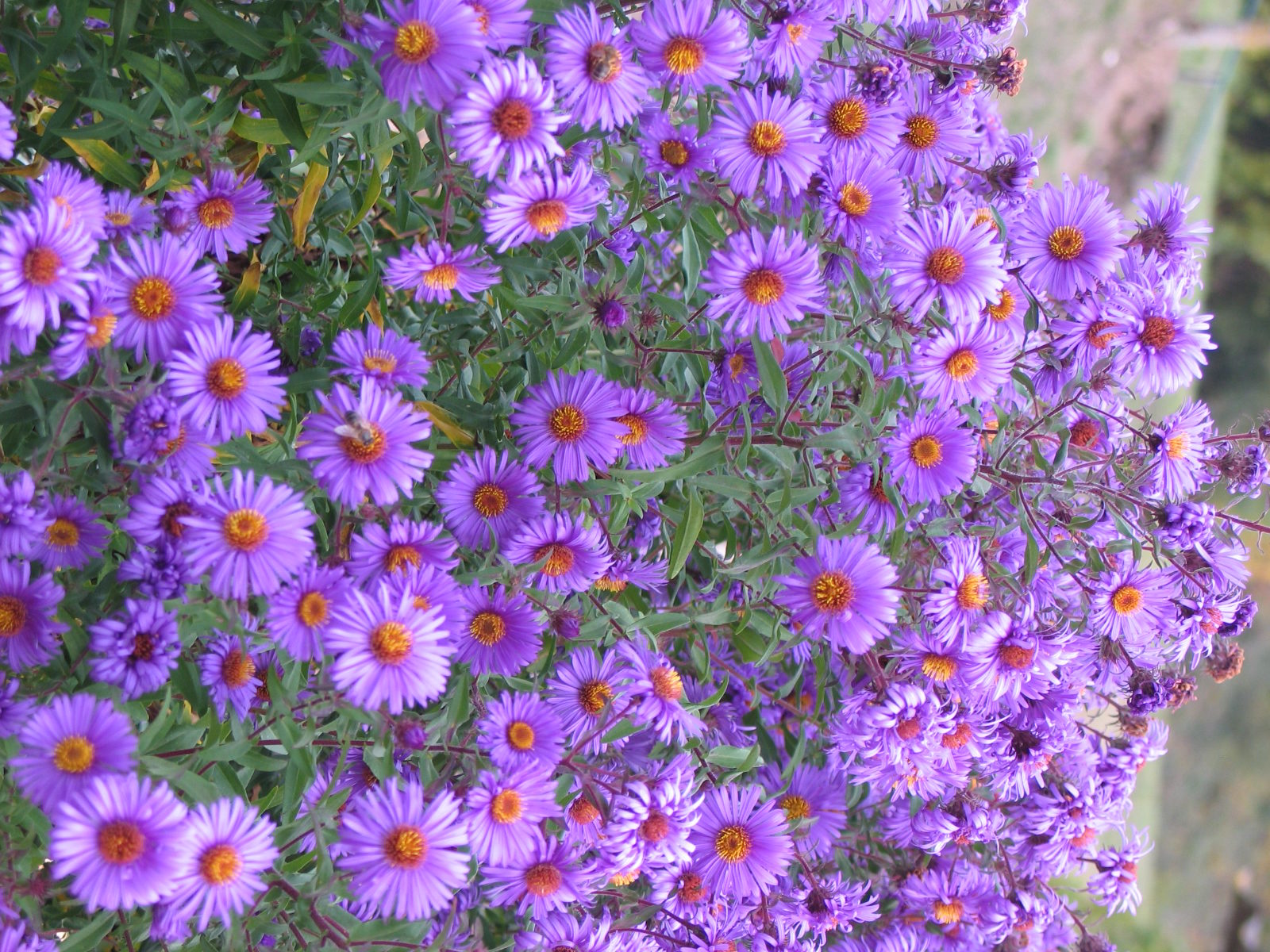 Jardinez avec la lune