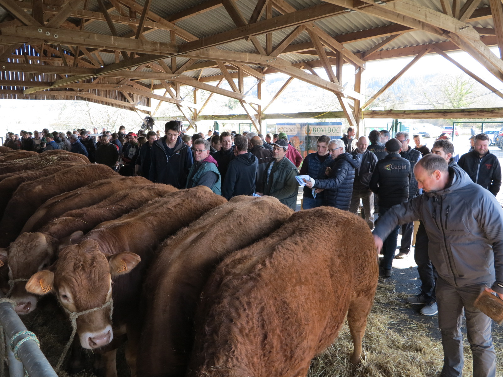 Natera à St Jal&nbsp;: Une sélection d&rsquo;exception à la vente aux enchères de taureaux reproducteurs