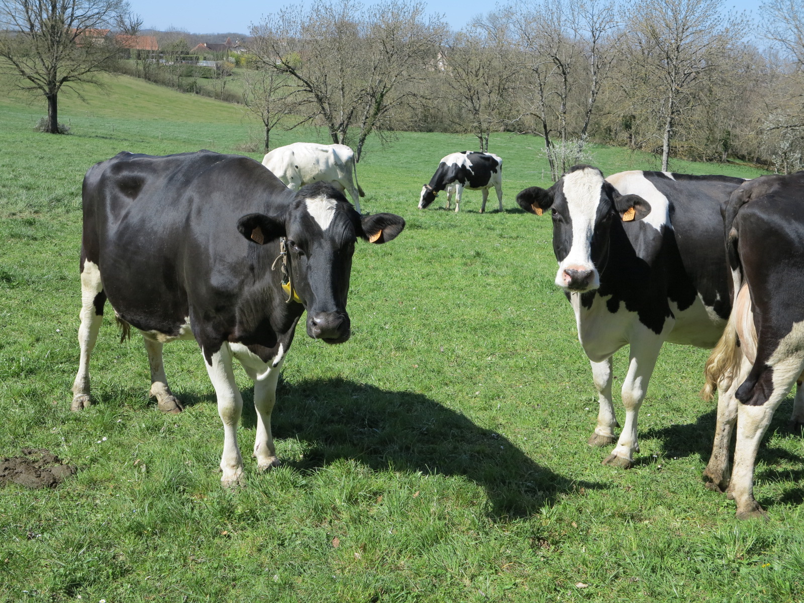 Résultats de Contrôle Laitier – France 2024