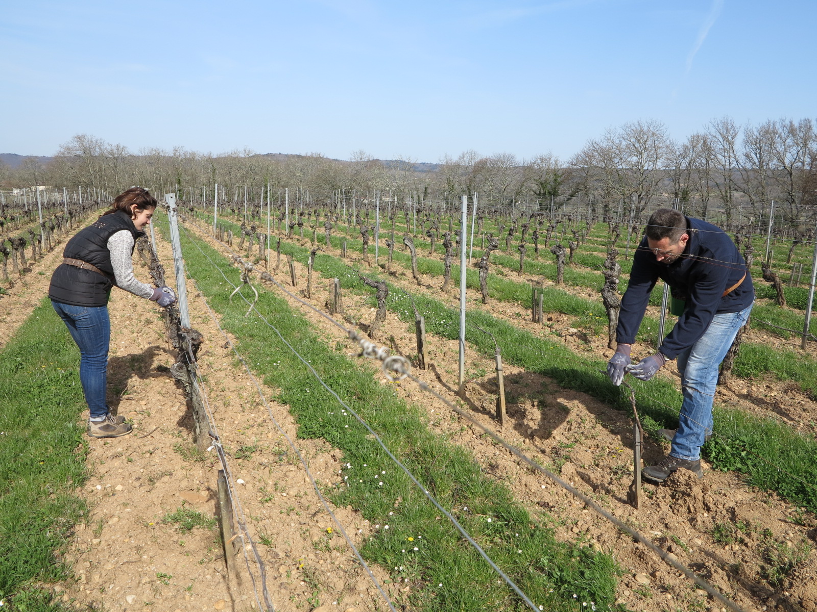 Vignoble de Cahors  Capel innove avec la pose de diffuseurs anti eudémis