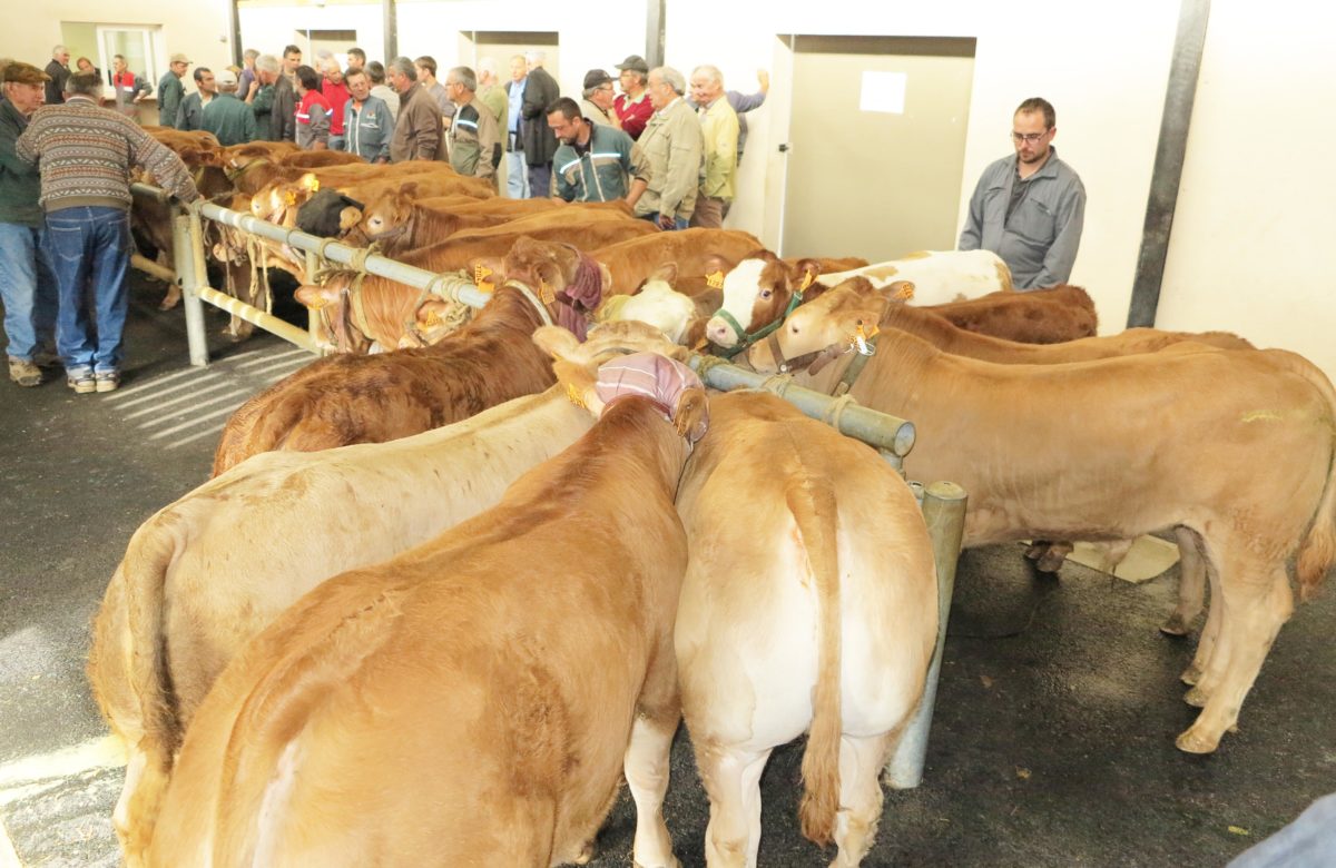 Effondrement de la production de veaux de boucherie