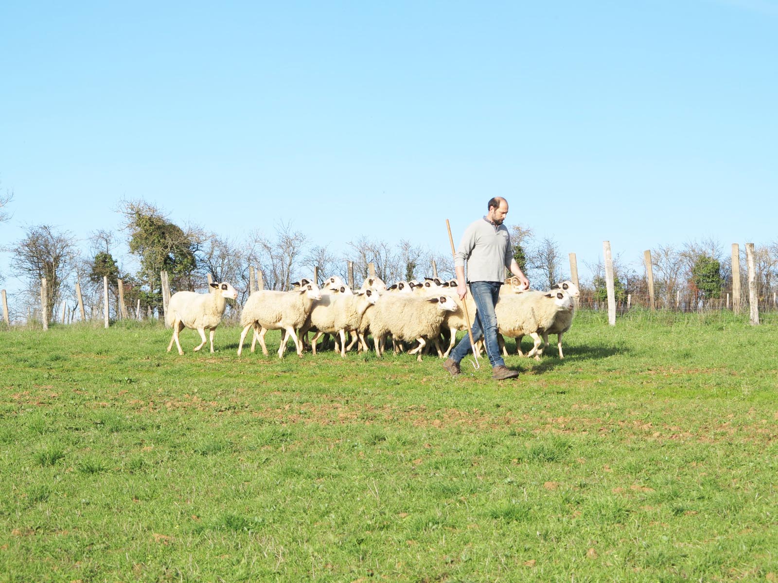 Plan de relance ovin Les premières actions sont lancées