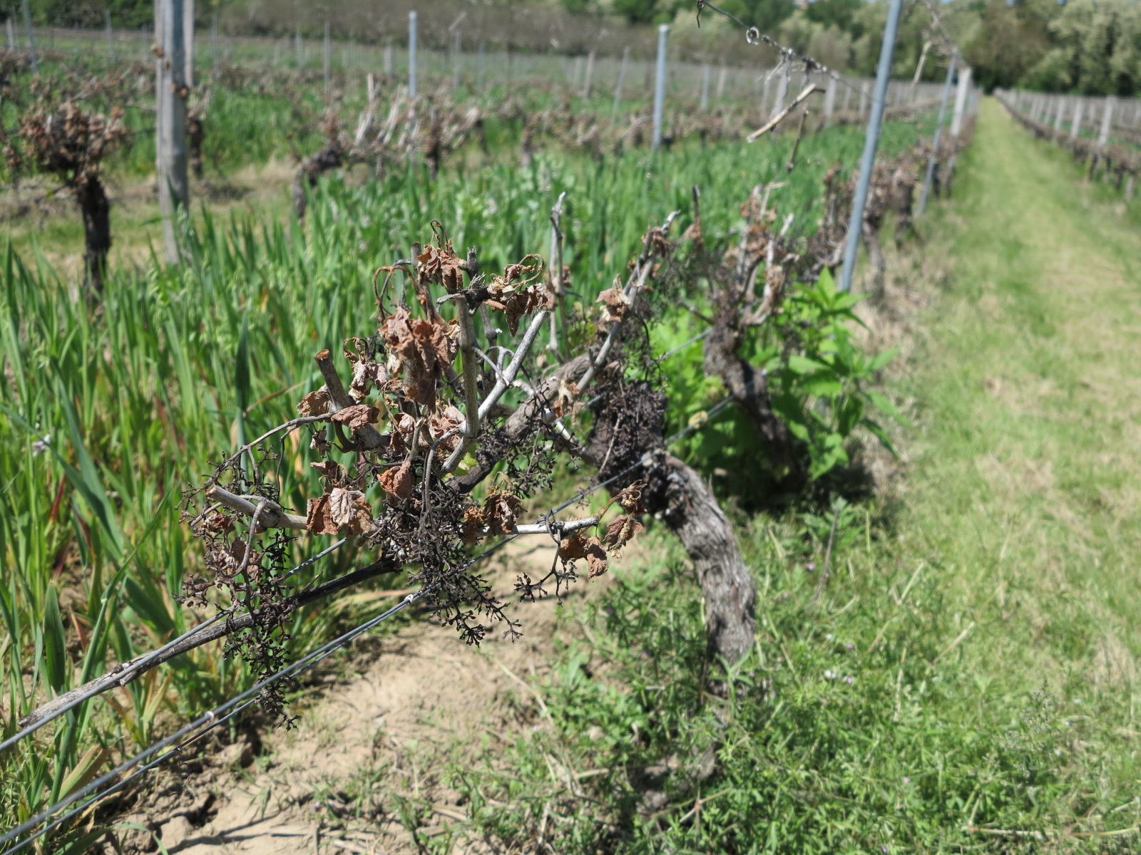 Ouverture du dispositif de complément d&rsquo;indemnisation pour les agriculteurs assurés suite au gel d&rsquo;avril 2021