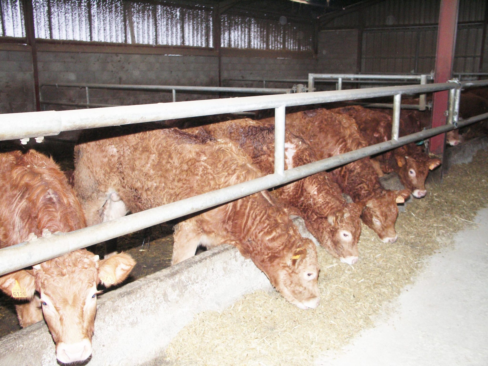 Section Bovine FDSEA Oui les prix augmentent…mais les charges aussi&nbsp;!!