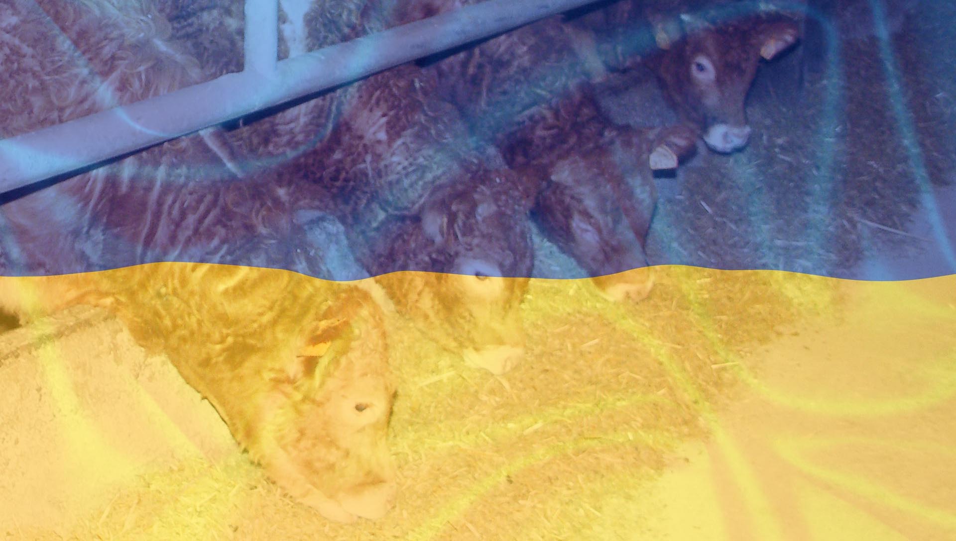 Ukraine&nbsp;: Aide Alimentation Animale