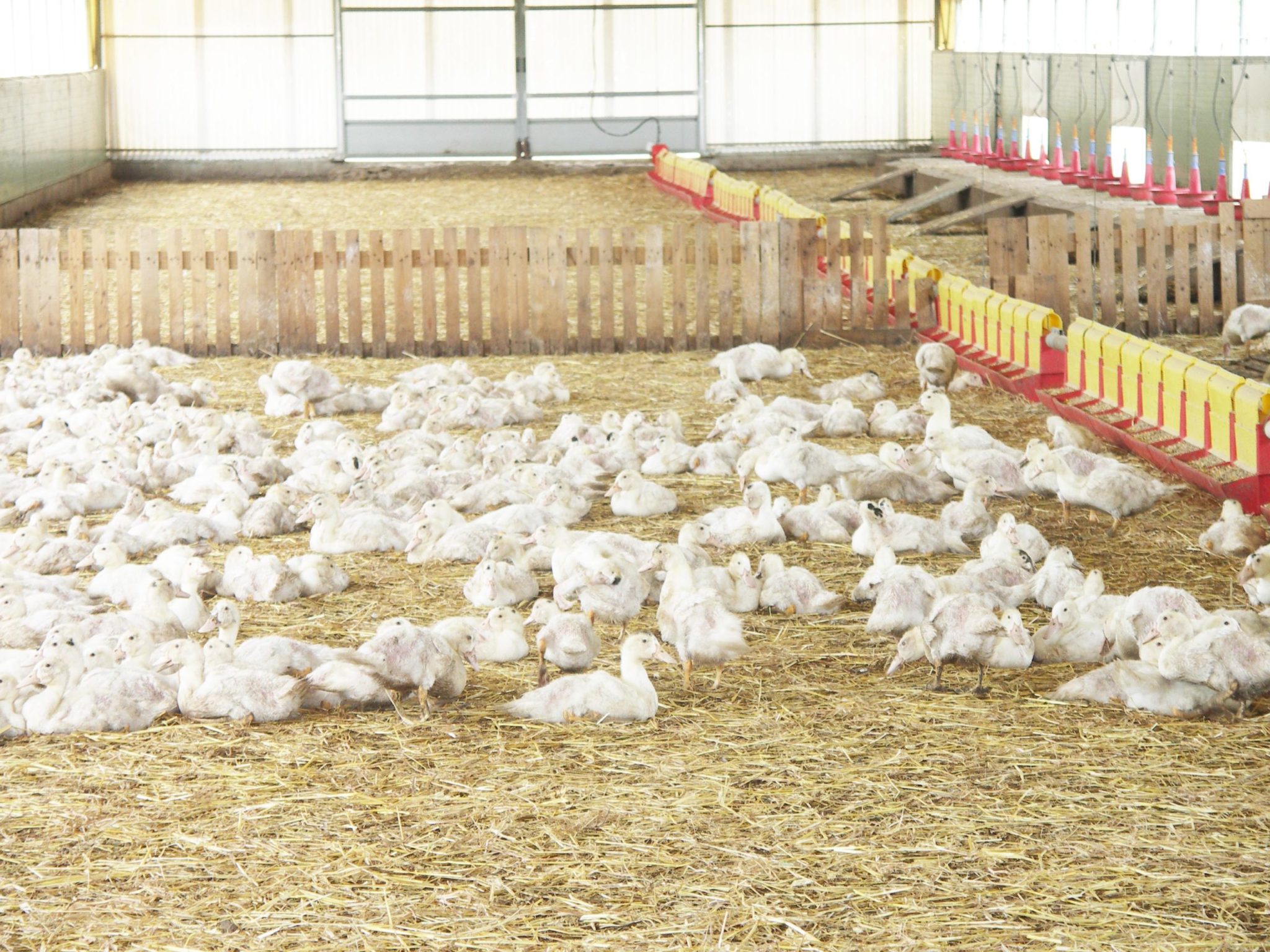 Grippe aviaire&nbsp;: Une filière en souffrance