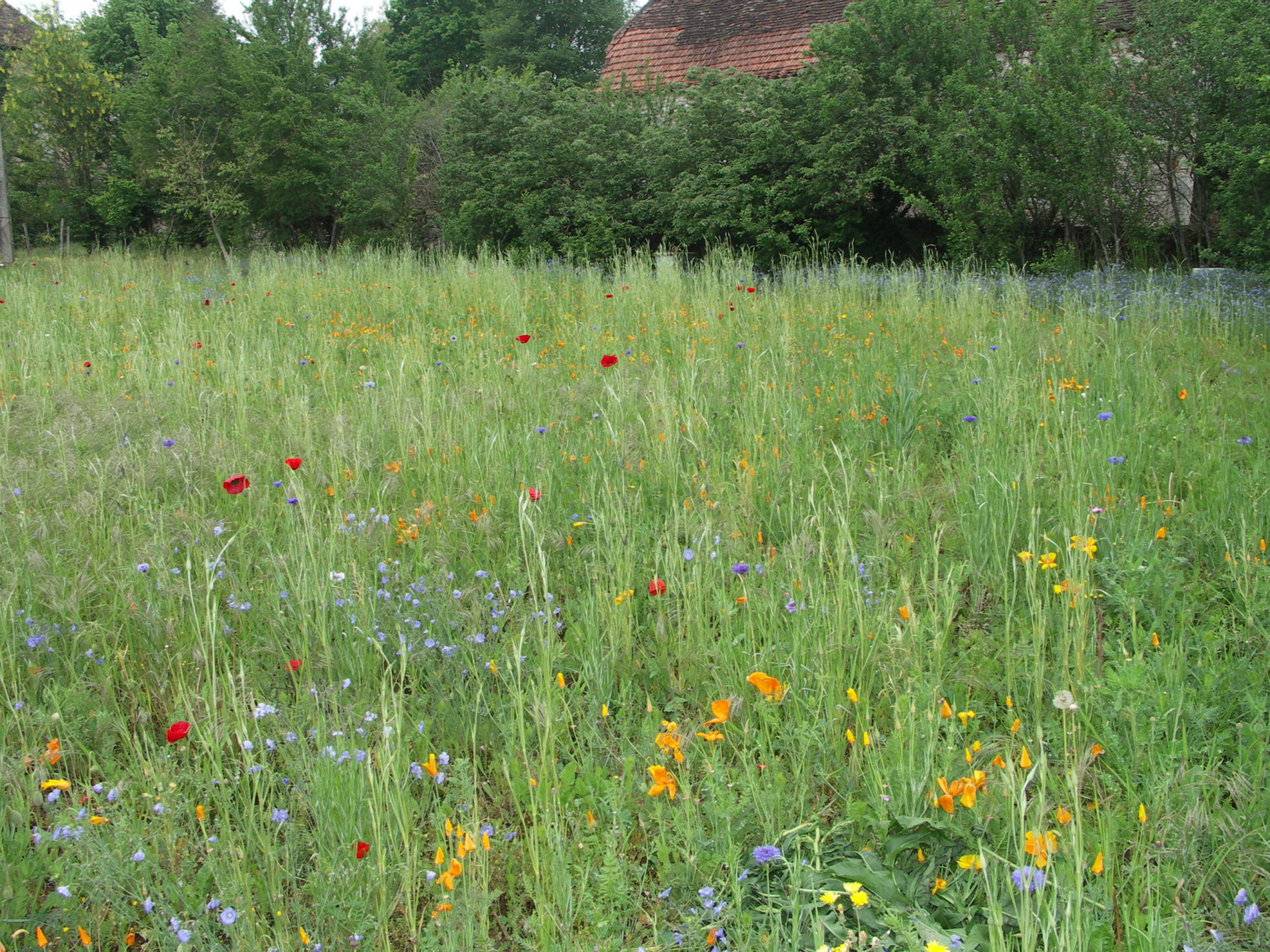 Des prairies multi-espèces aux multiples atouts