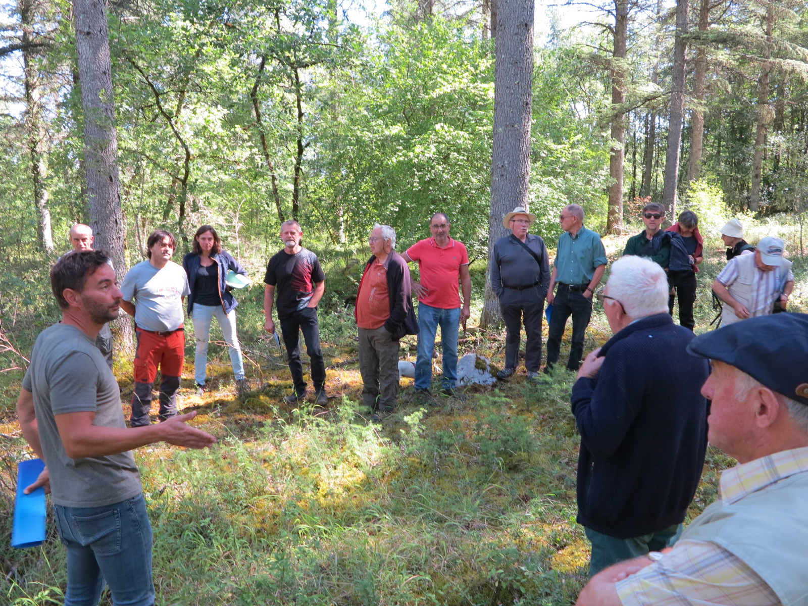 Le cèdre comme arbre d&rsquo;avenir