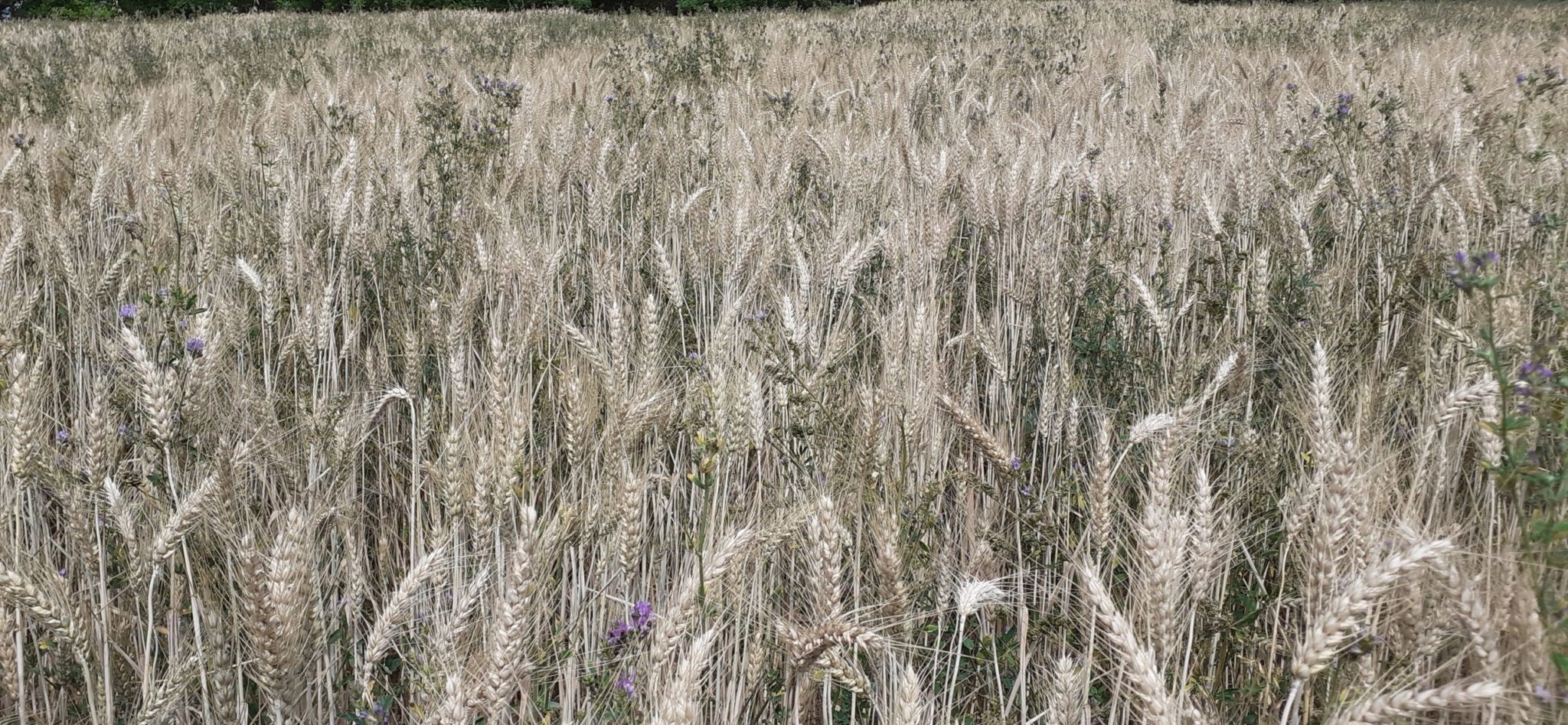 Blé bio sur le Quercy Blanc&nbsp;: Contexte cultural 2022, vitrine variétale et coût de production