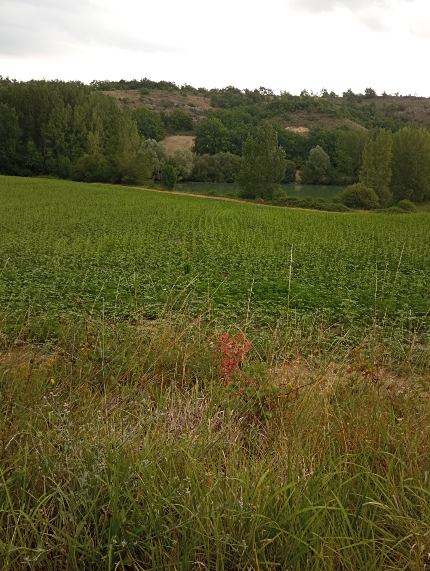 Utilisons les fenêtres d’intervention après récolte pour détruire ces plants
