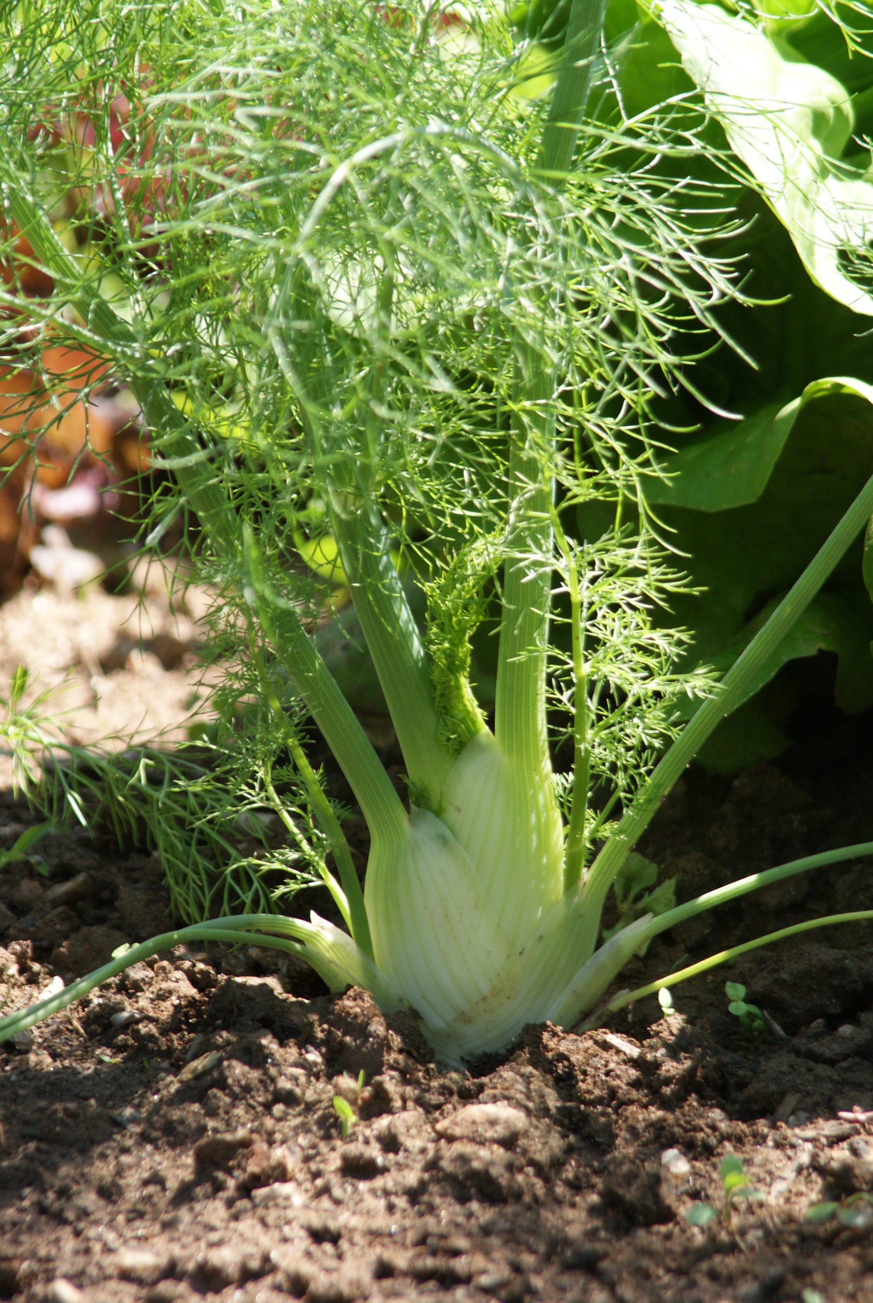 Jardinez avec la Lune