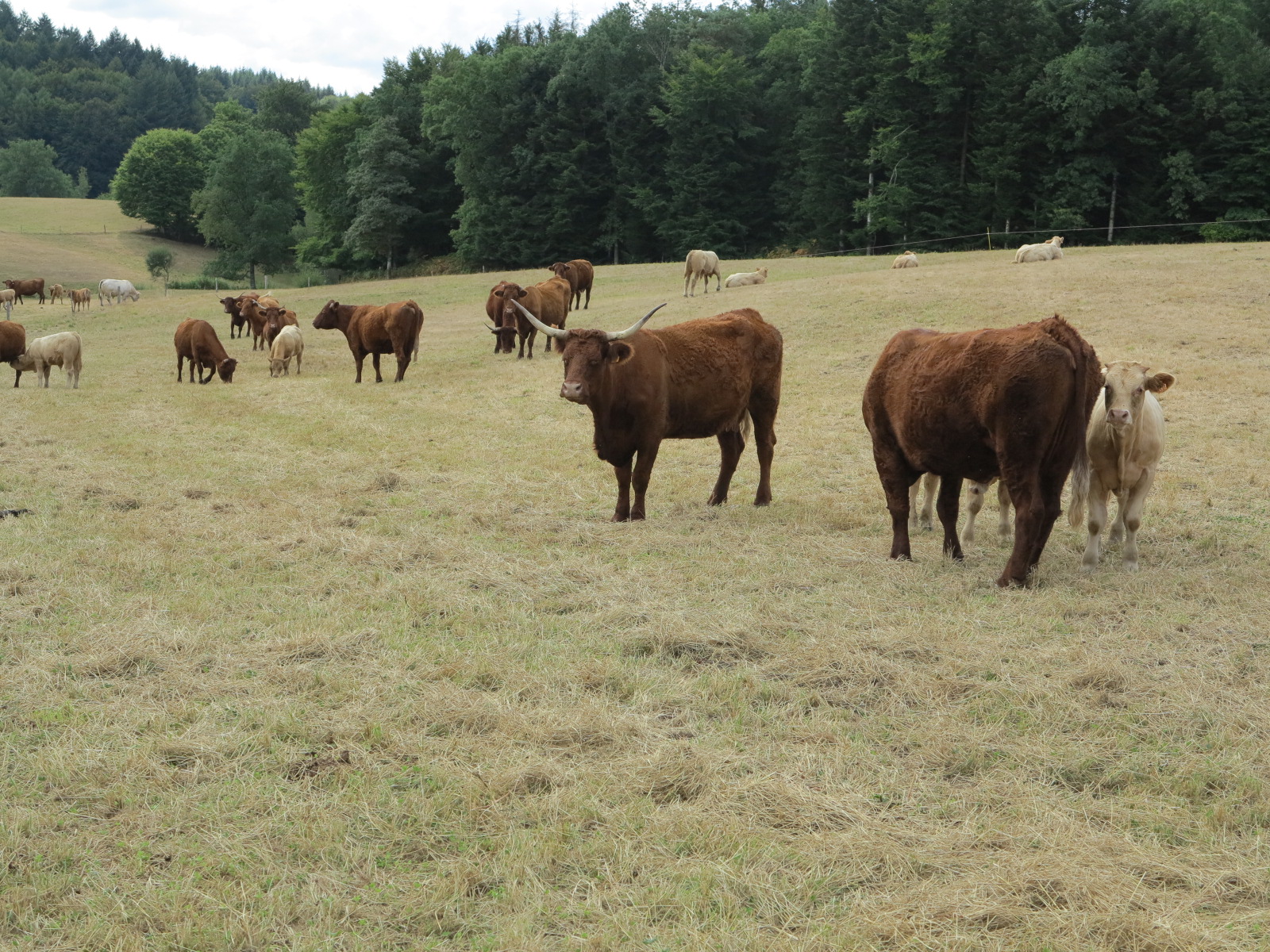 Sécheresse et canicules historiques, les agriculteurs en première ligne