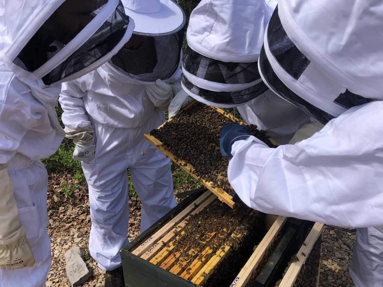 S&rsquo;installer en apiculture en Occitanie&nbsp;: l&rsquo;ADA Occitanie vous réponds