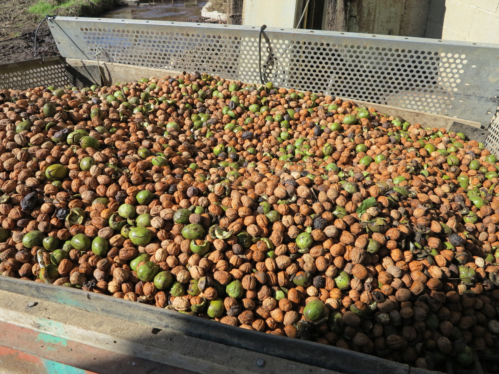 Noix&nbsp;: Forte hausse des coûts de revient