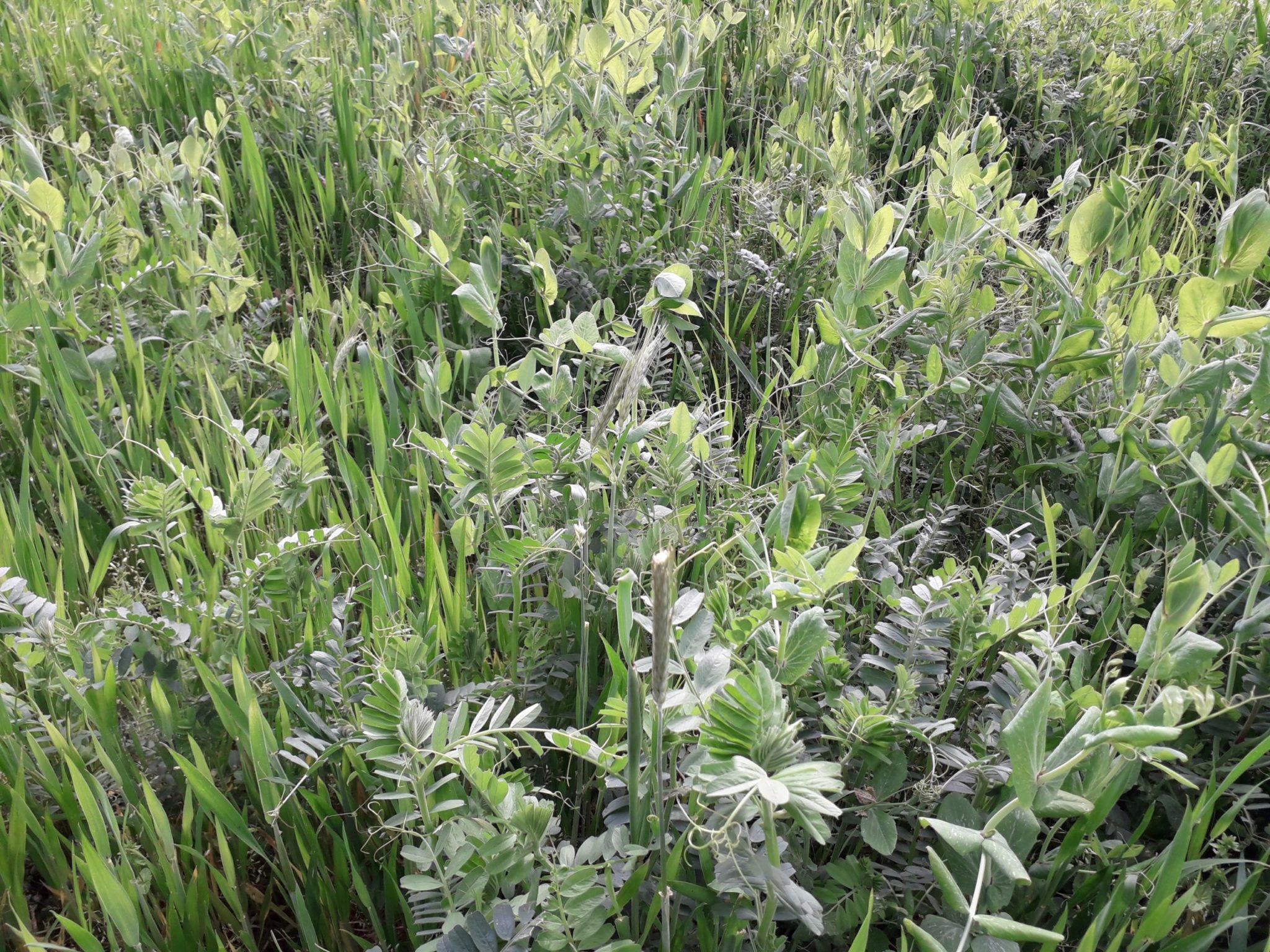 Semer les prairies multi-espèces sous couvert de méteil à l’automne