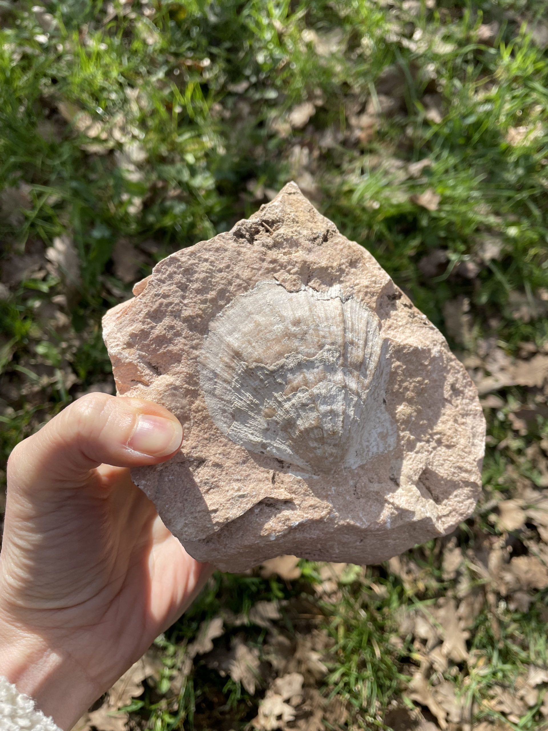 Visite du chantier de Pecten Maximus, l’œuvre d’art refuge de Limogne