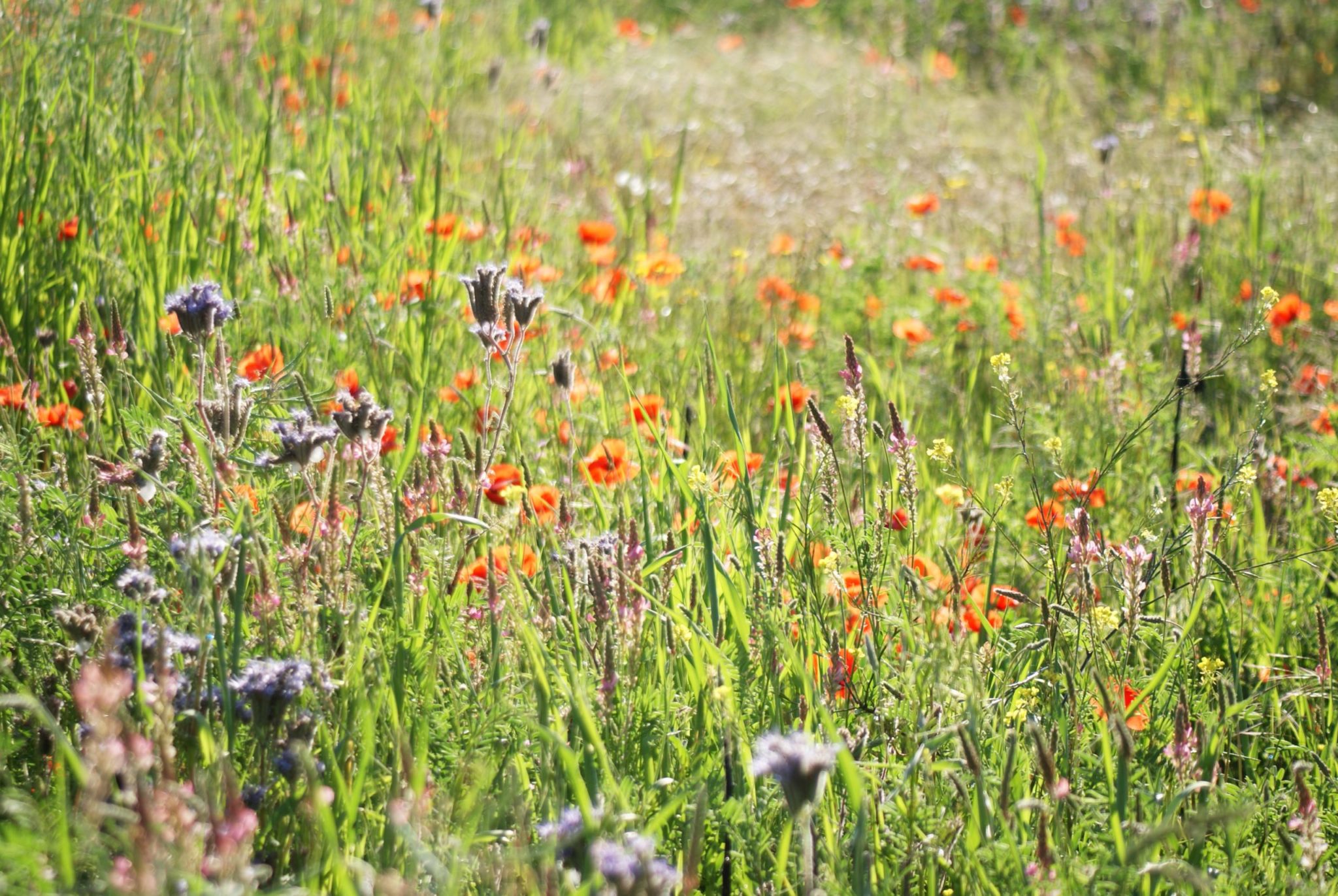 Un partenariat agriculteur – chasseur depuis 20 ans