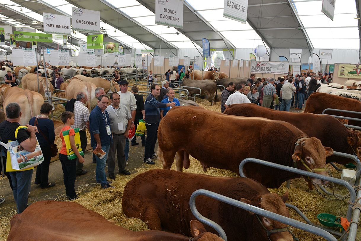 Le sommet de l’élevage 2025 se tiendra sans bovins, mais avec un programme préservé et des représentants mobilisés