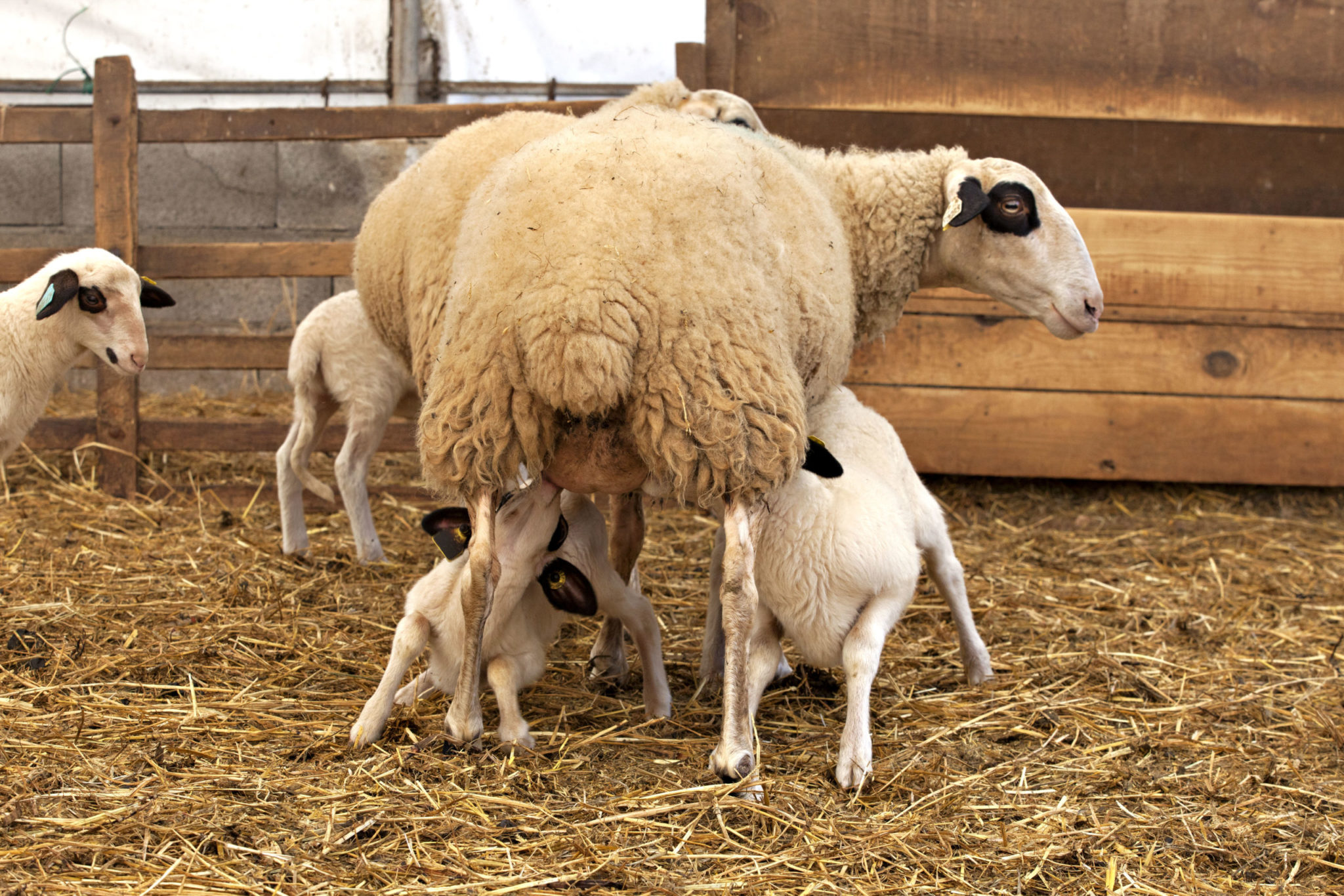Ovilot vous attend au Sommet de l’élevage du 4 au 7 octobre
