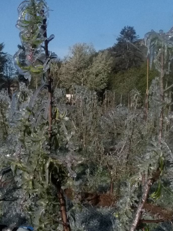 Gel des cultures&nbsp;: Des indemnisations pour les producteurs touchés