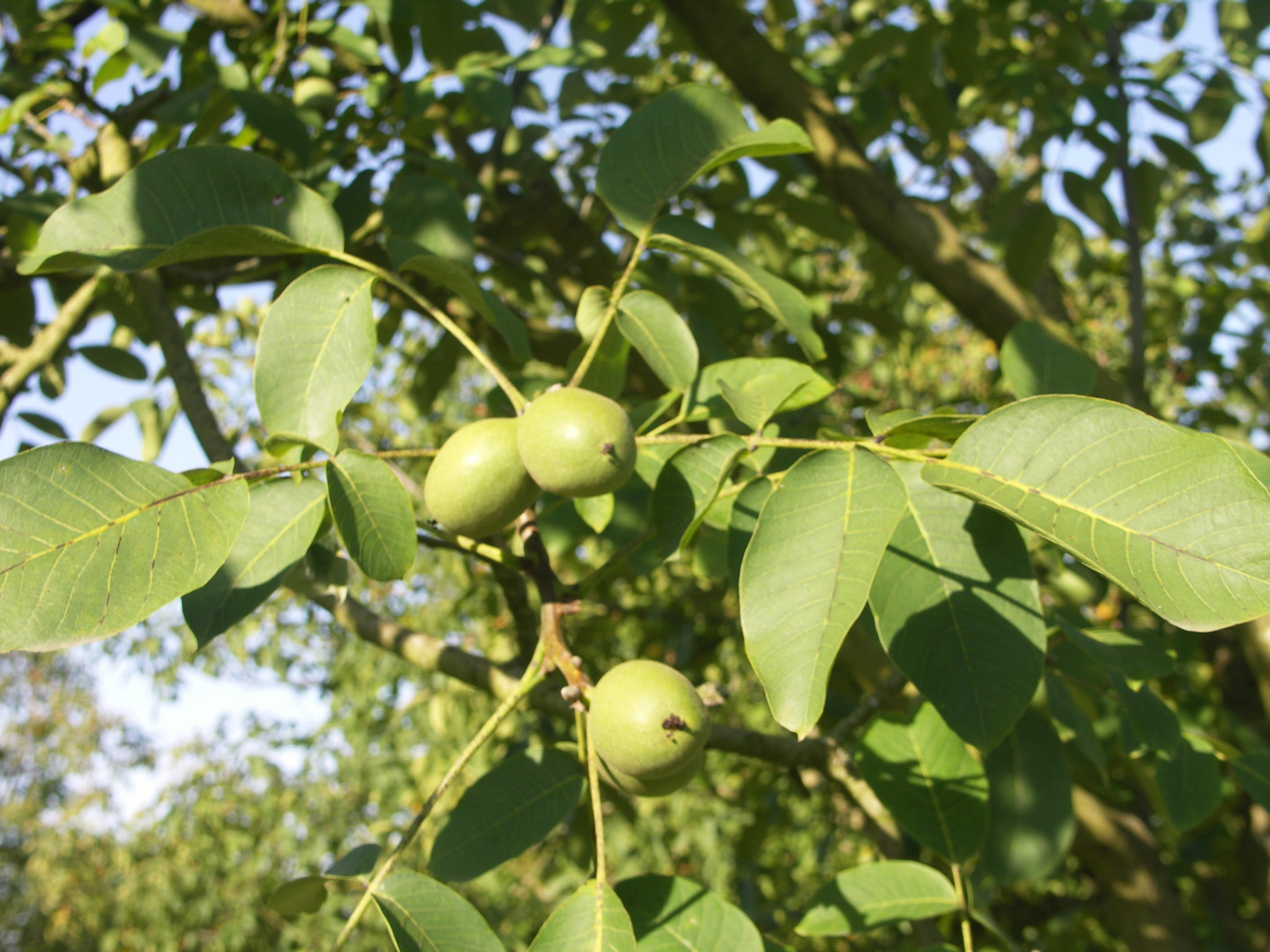 Lot-Dordogne&nbsp;: matinée technique autour de la noix avec les groupes 30 000 et DEPHY