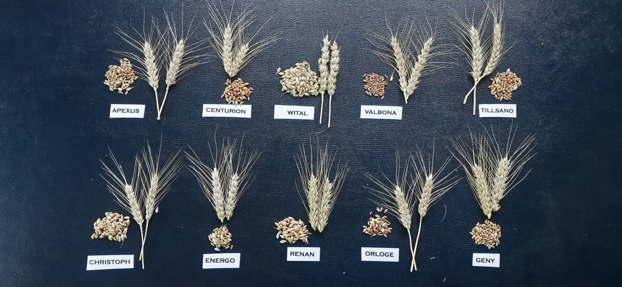 Résultats de la vitrine variétale blés bio