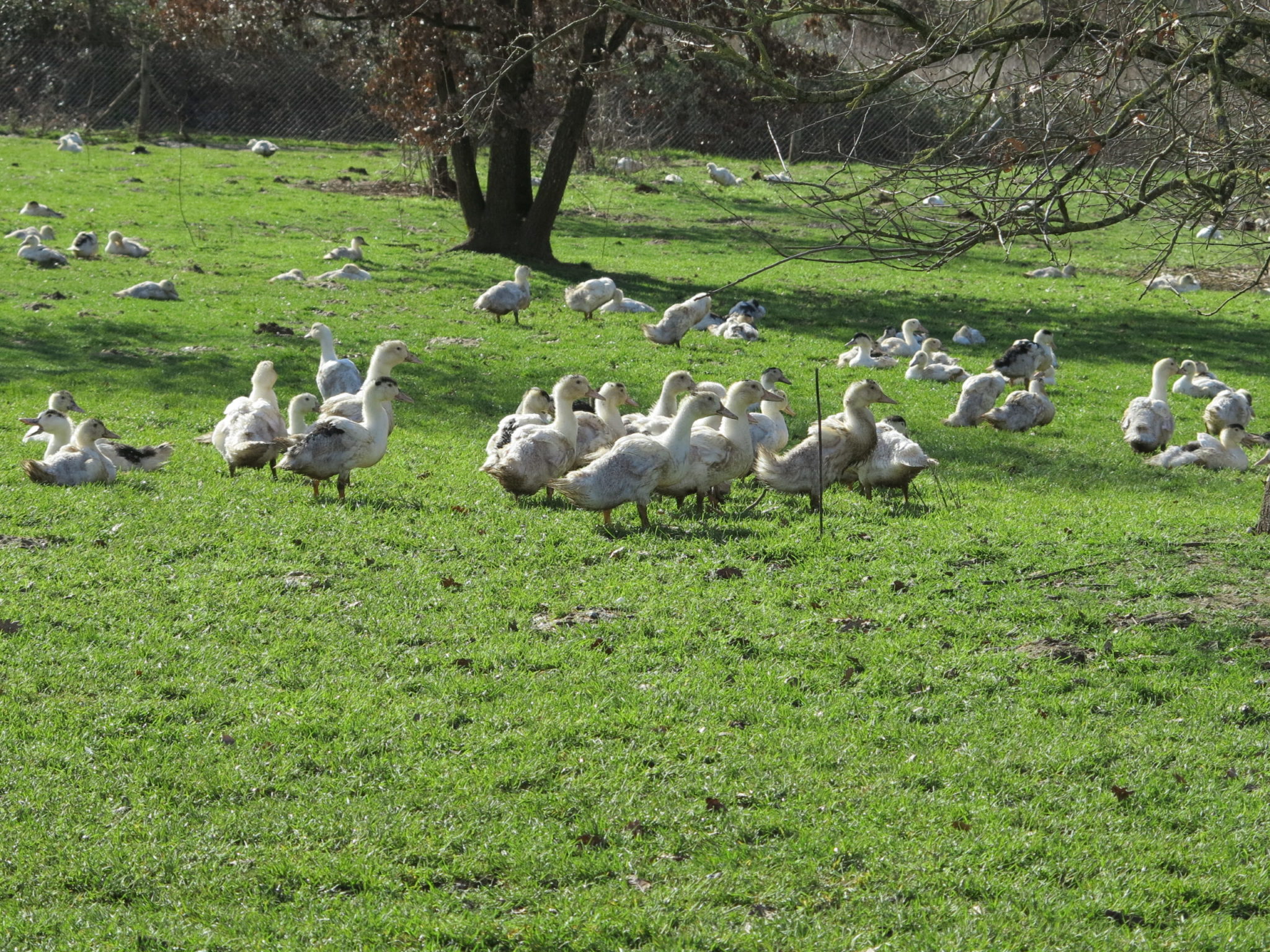 Influenza aviaire hautement pathogène (IAHP)&nbsp;: élévation du risque à modéré