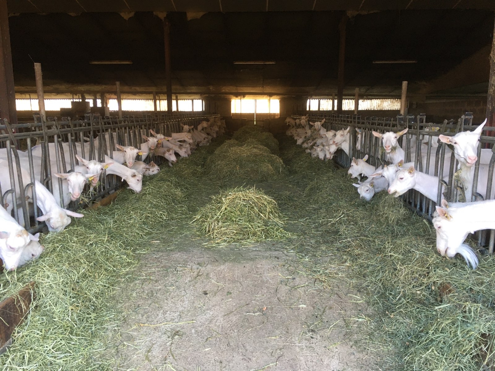 Caprins&nbsp;: Aération et ventilation des chèvreries