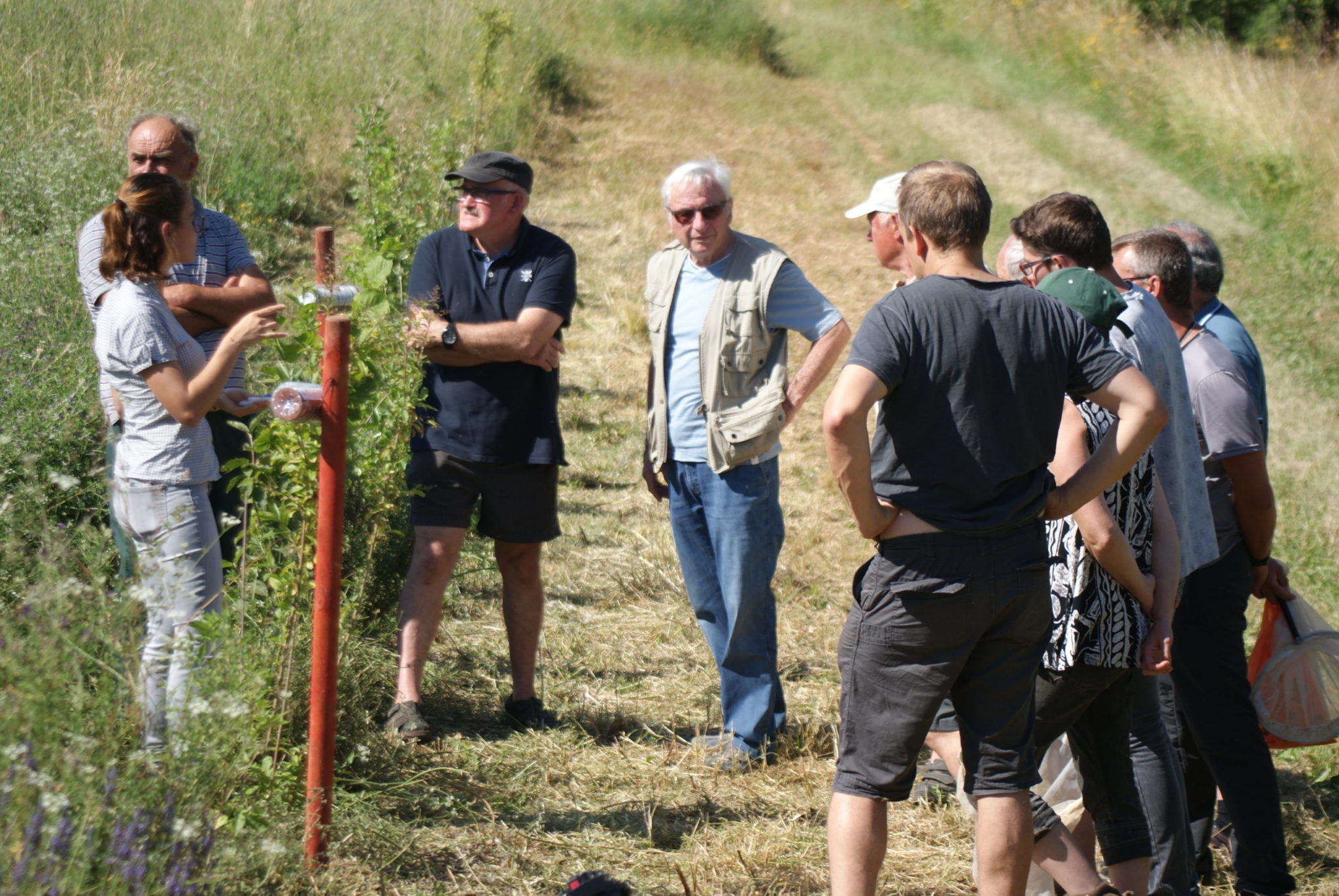 Jachère faune sauvage dans le Lot&nbsp;: Un partenariat agriculteur – chasseur depuis 20 ans