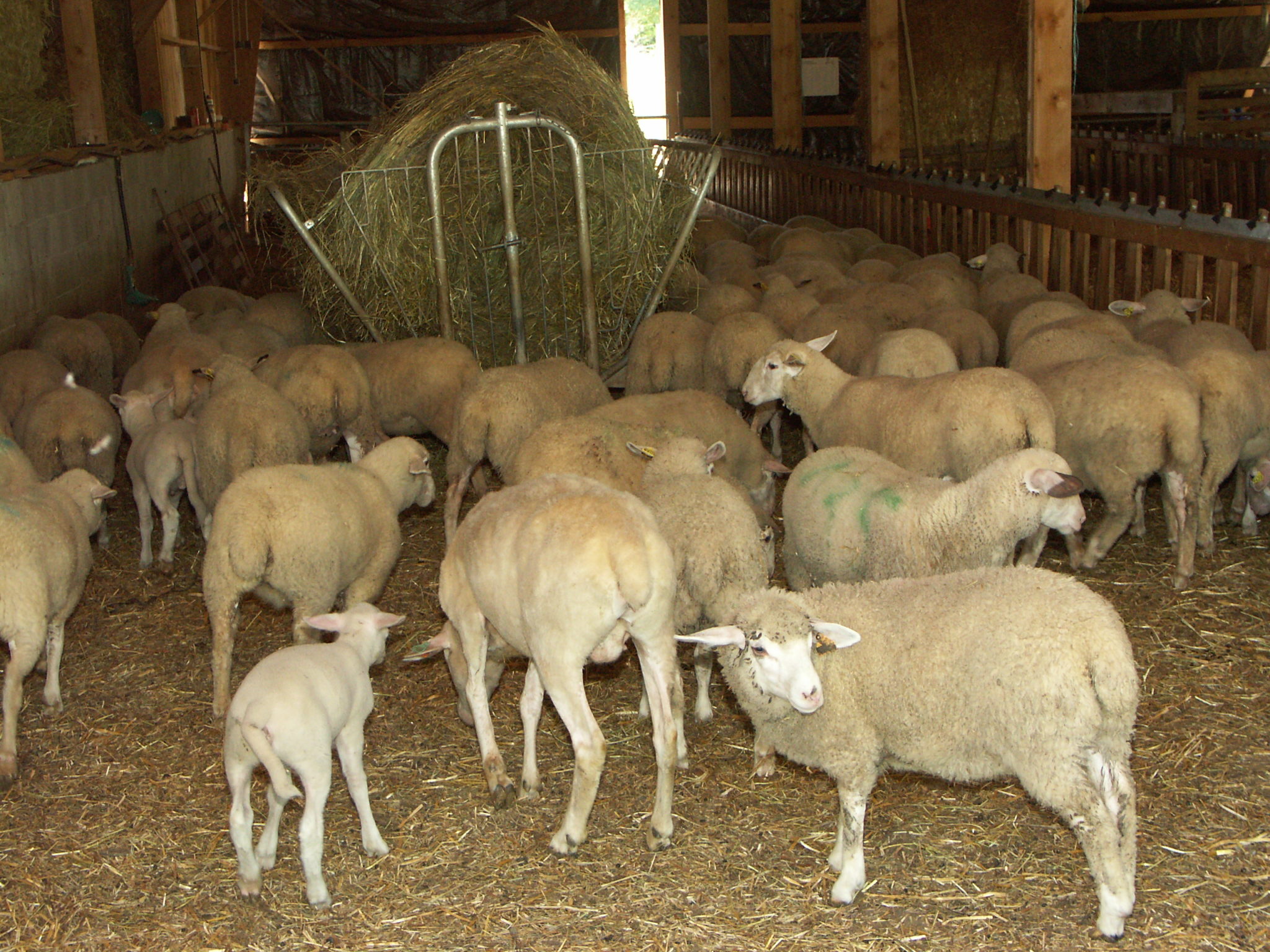 Procédure de demande de dérogation en cas de FCO (Fièvre Catarrhale Ovine)