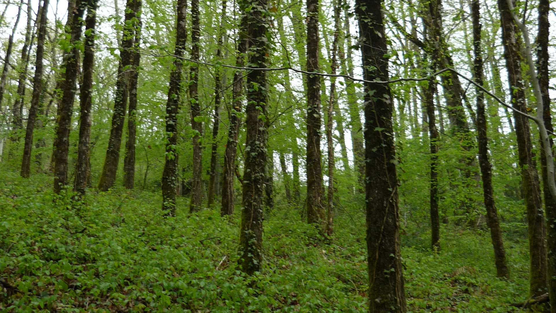 Sylvicultures adaptées au respect de la biodiversité
