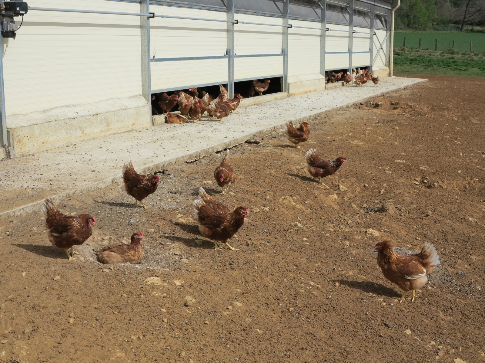 [RAPPEL] Fermeture de l&rsquo;accès à BD AVICOLE pour les VOLAILLES DE CHAIR le 12 décembre