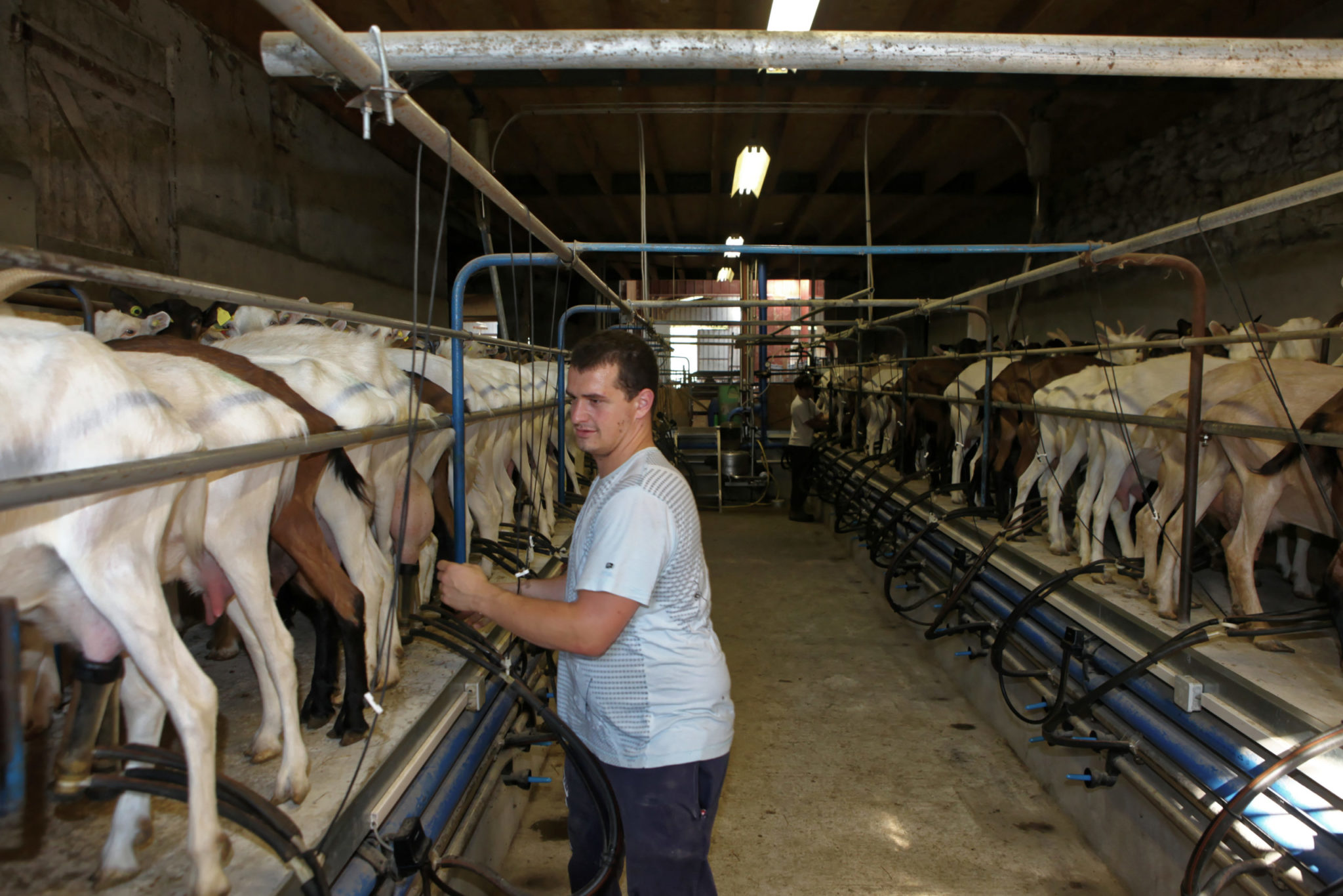 Journées techniques caprines à Monteils et Sainte Livrade