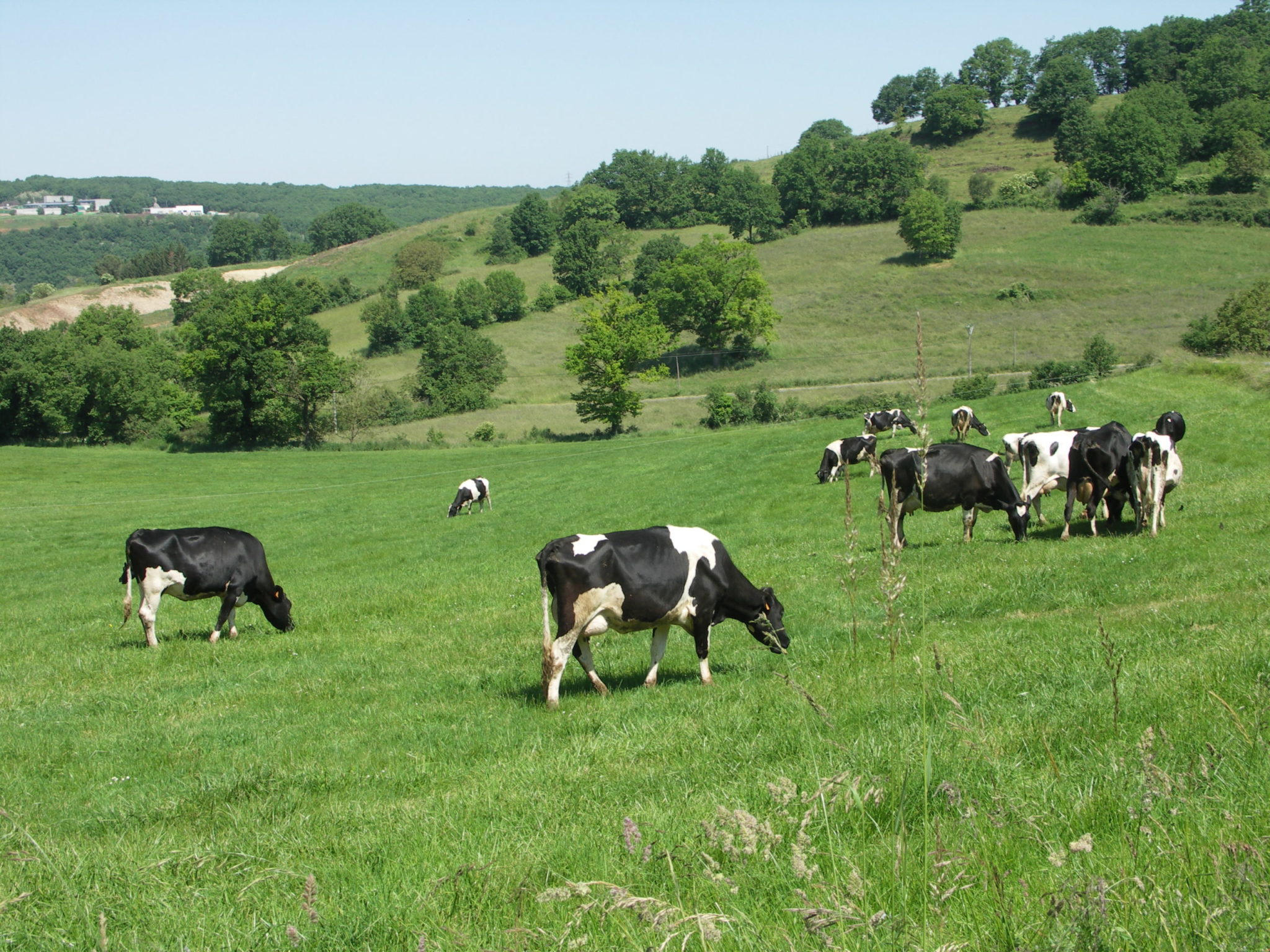 Adaptation aux déficits fourragers&nbsp;: Bovin lait