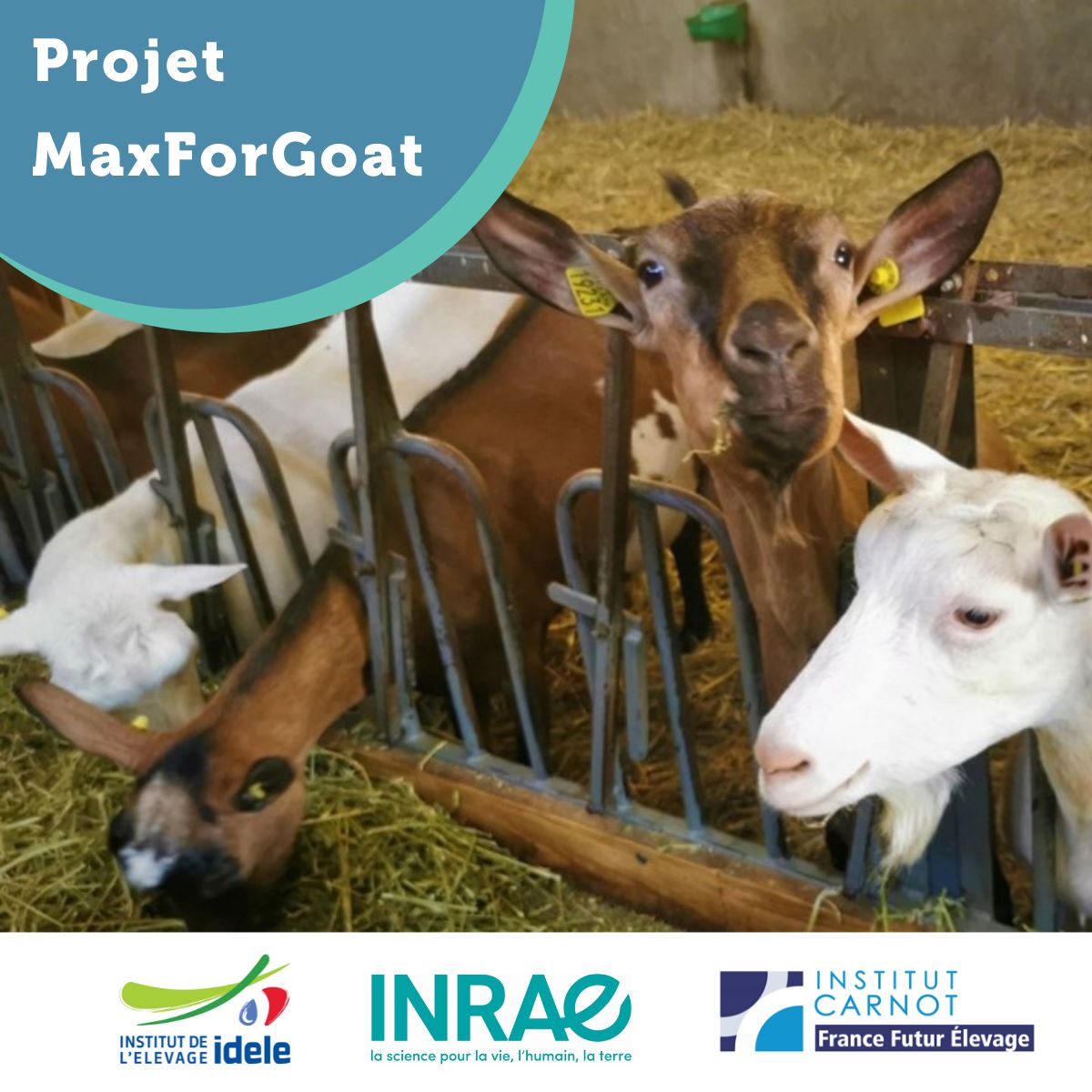 Webinaire&nbsp;: Distribution des fourrages en élevage caprin