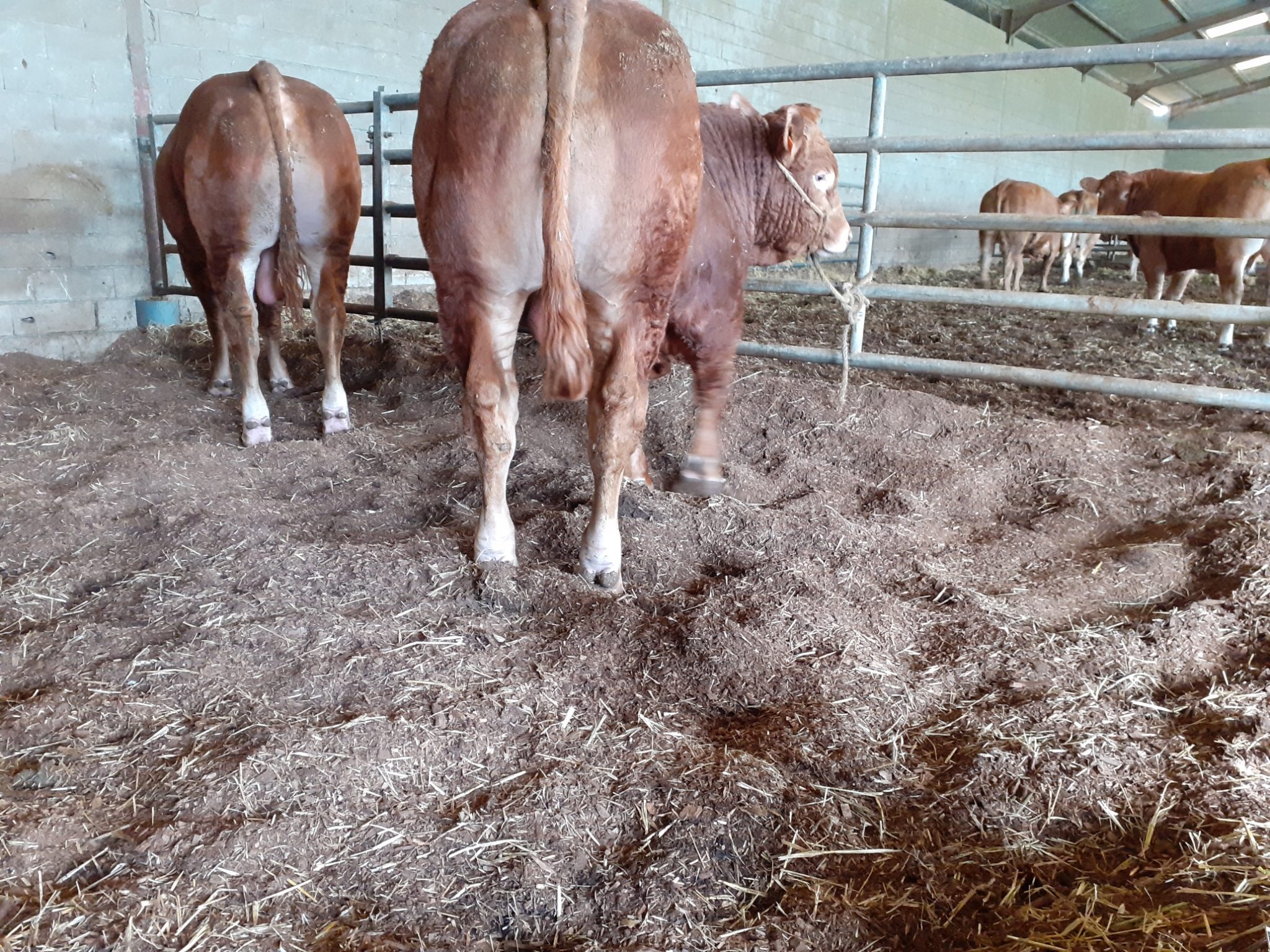 Valorisation de la plaquette forestière en litière&nbsp;: Réunion mardi 20 décembre à 14h à Dégagnac