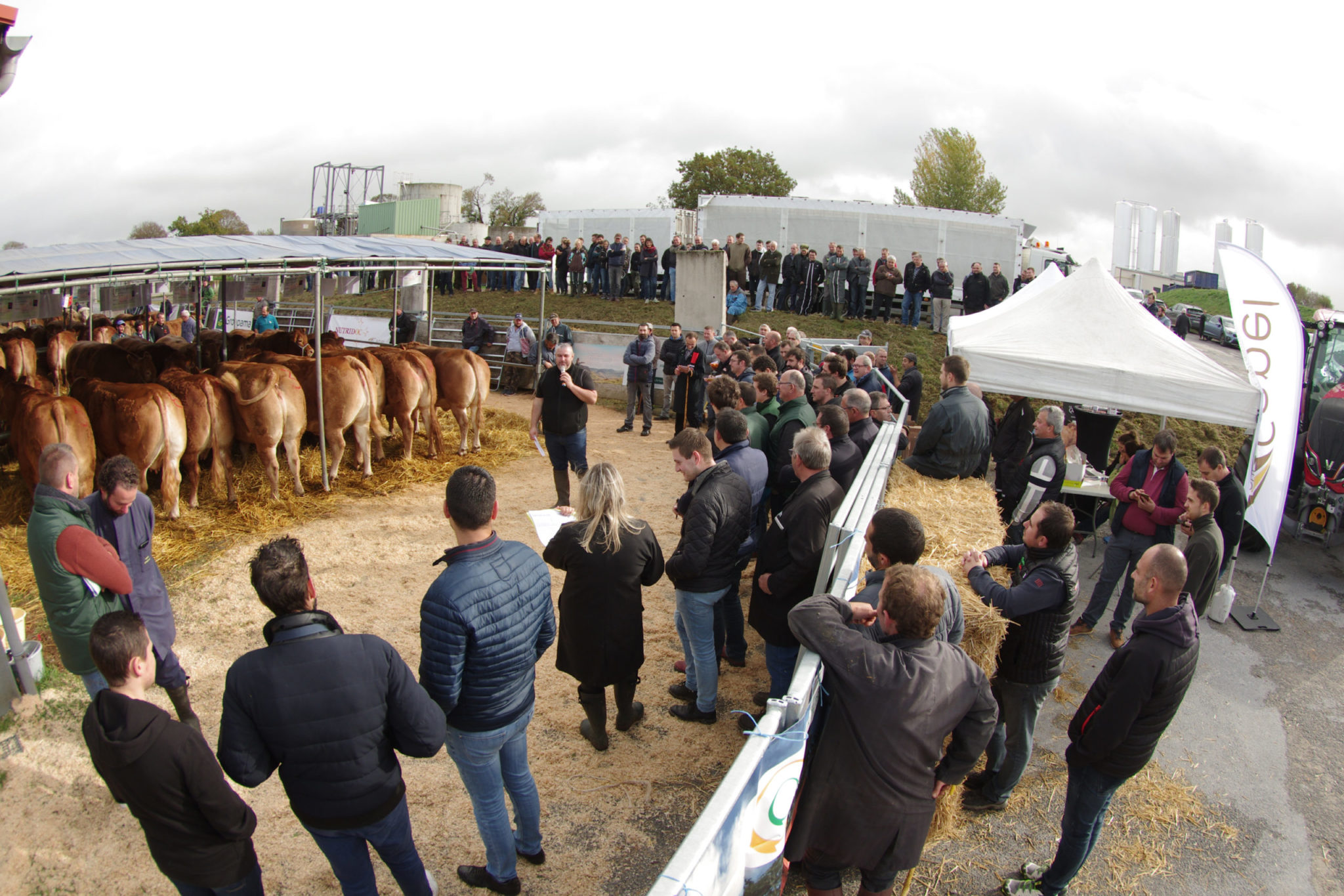 Capel Bovidoc&nbsp;: Vente aux enchères d’animaux de boucherie